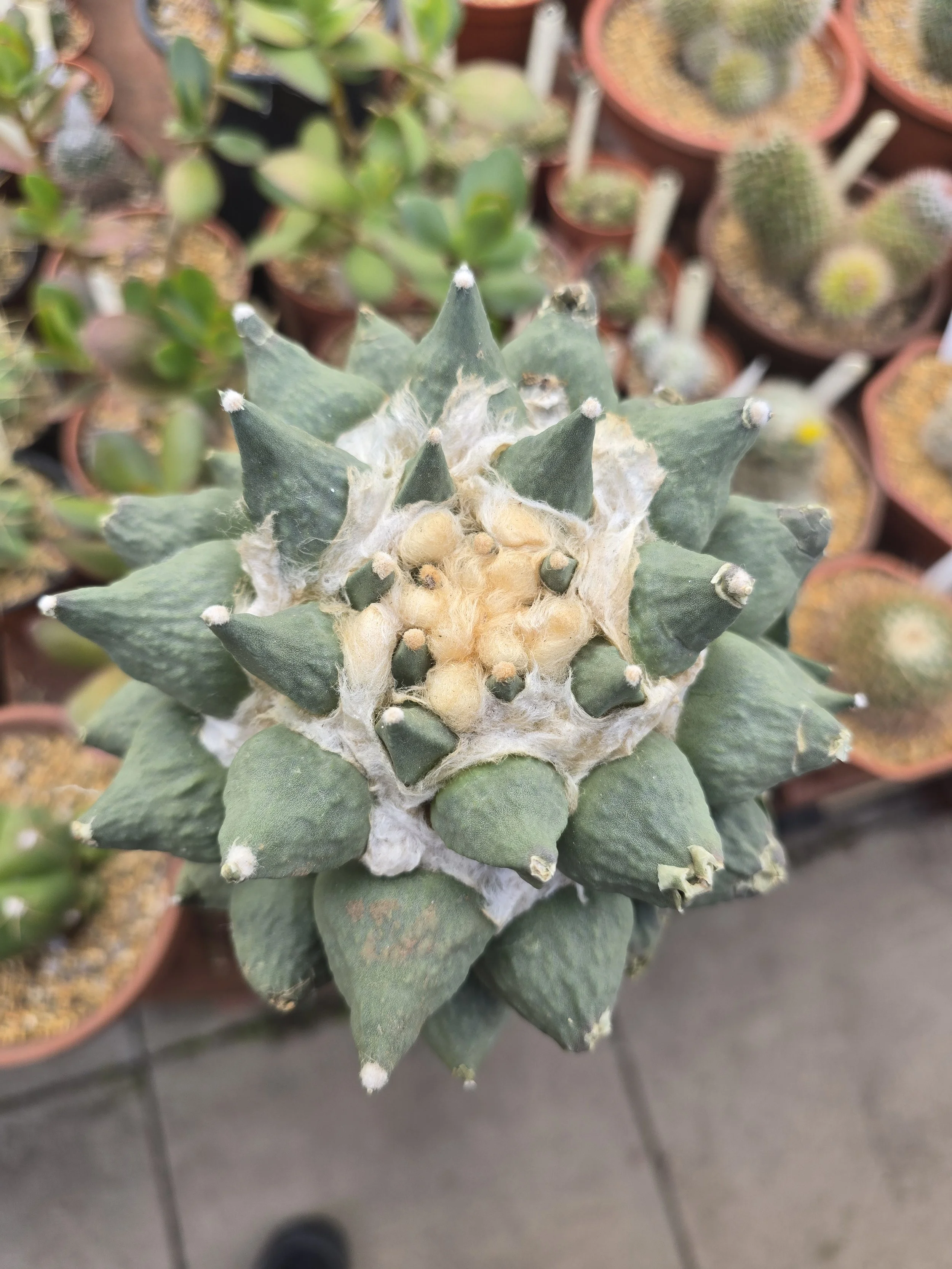 Ariocarpus Retusus Grafted.