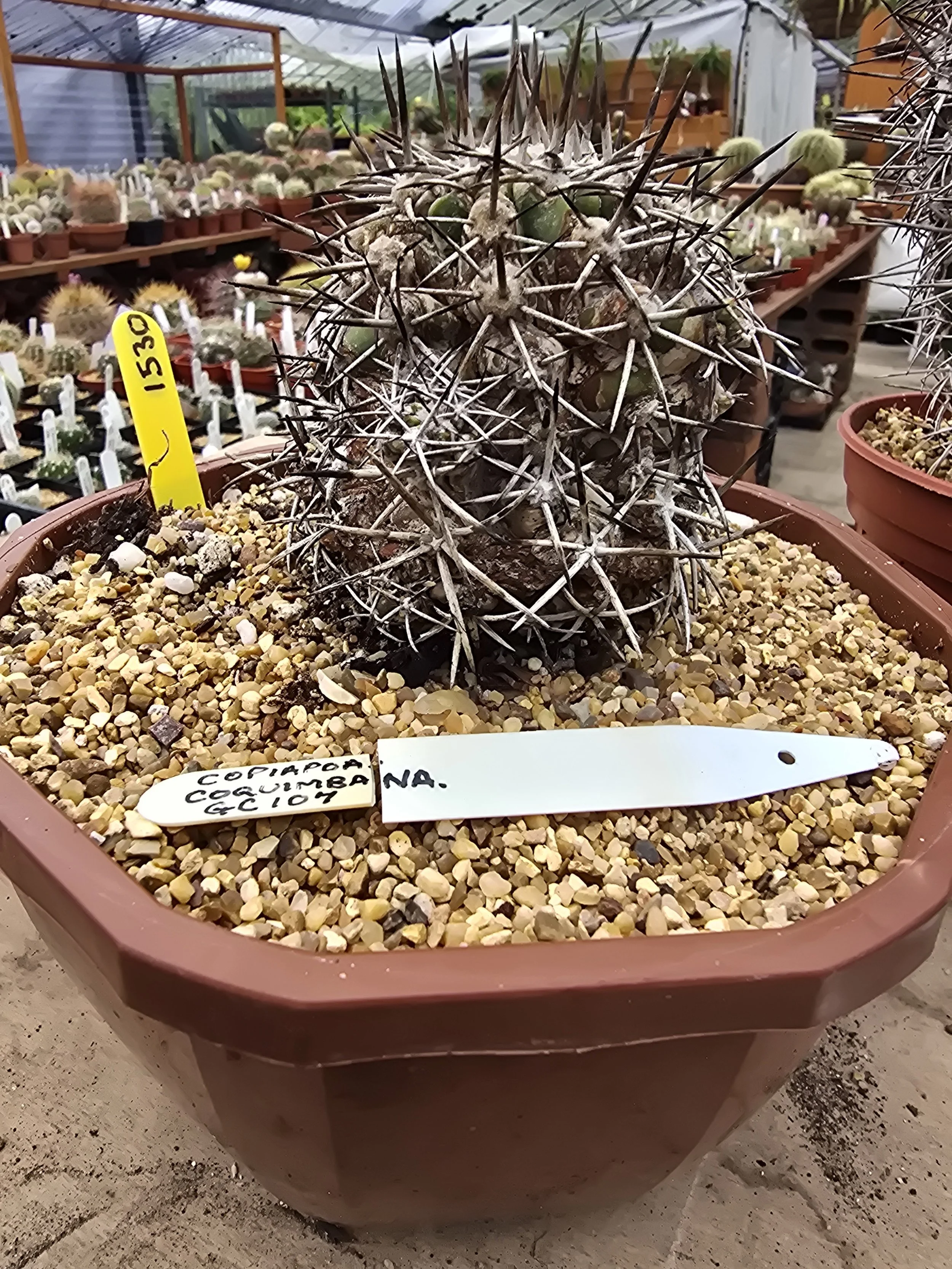 Copiapoa Coquimbana GC107. Alticostatal Freiriina Atacama Chile