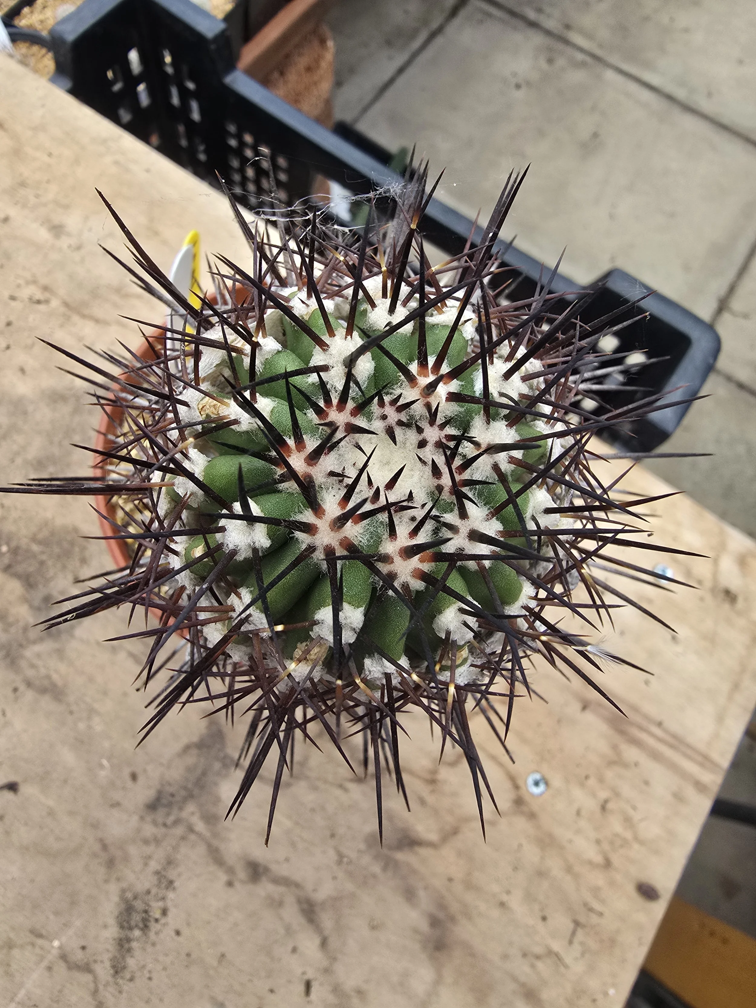 Copiapoa