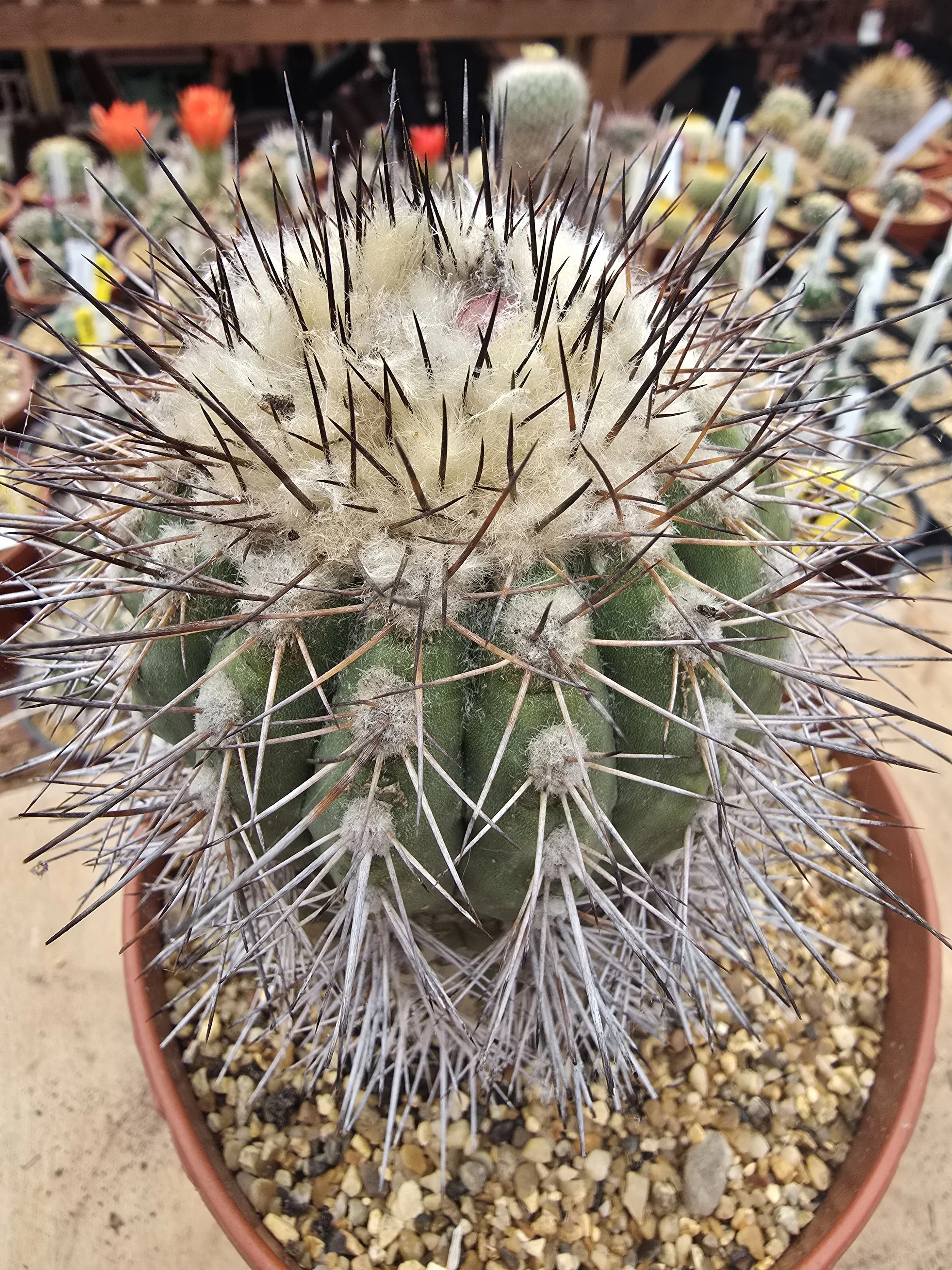 Copiapoa