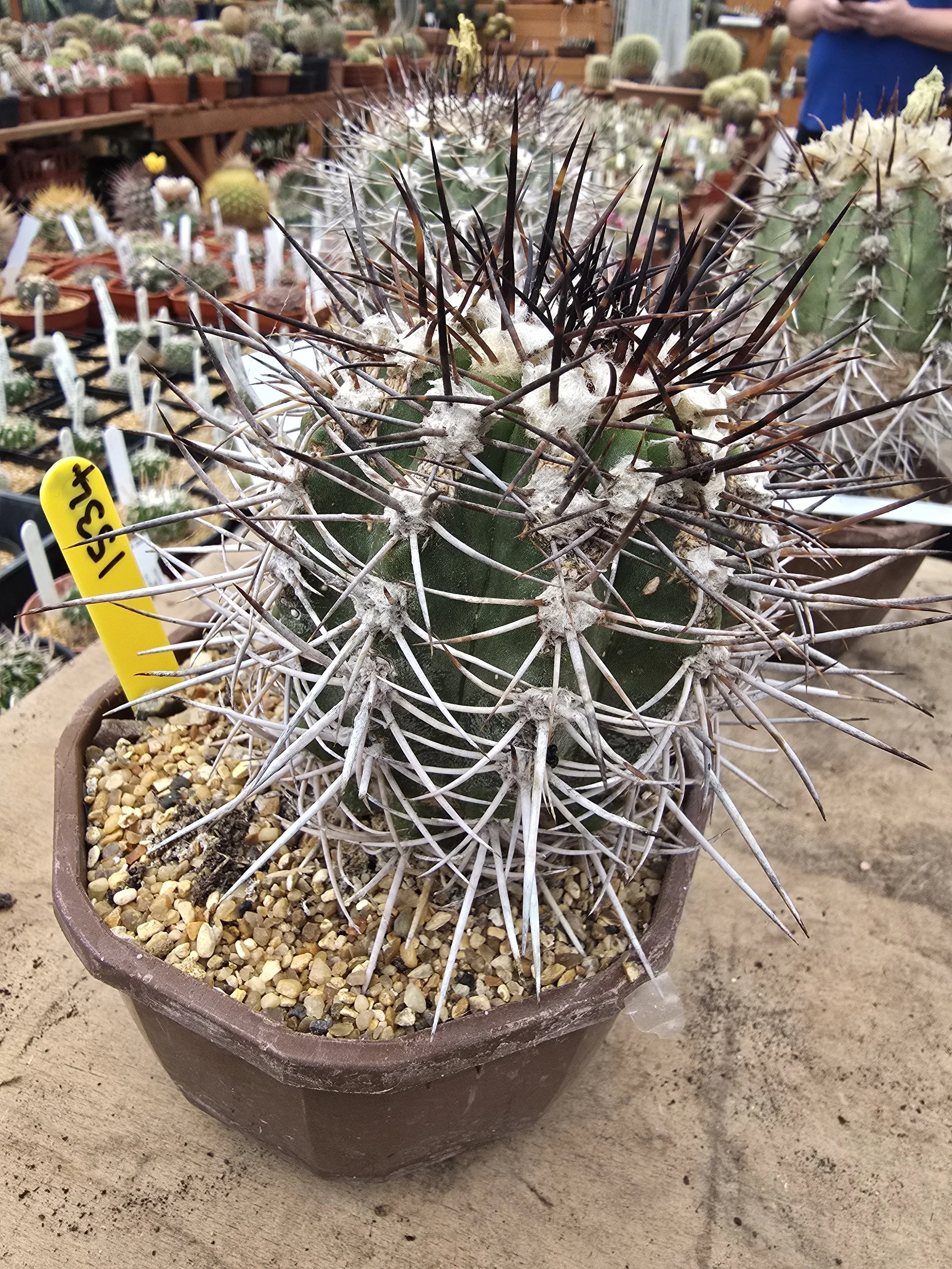 copiapoa