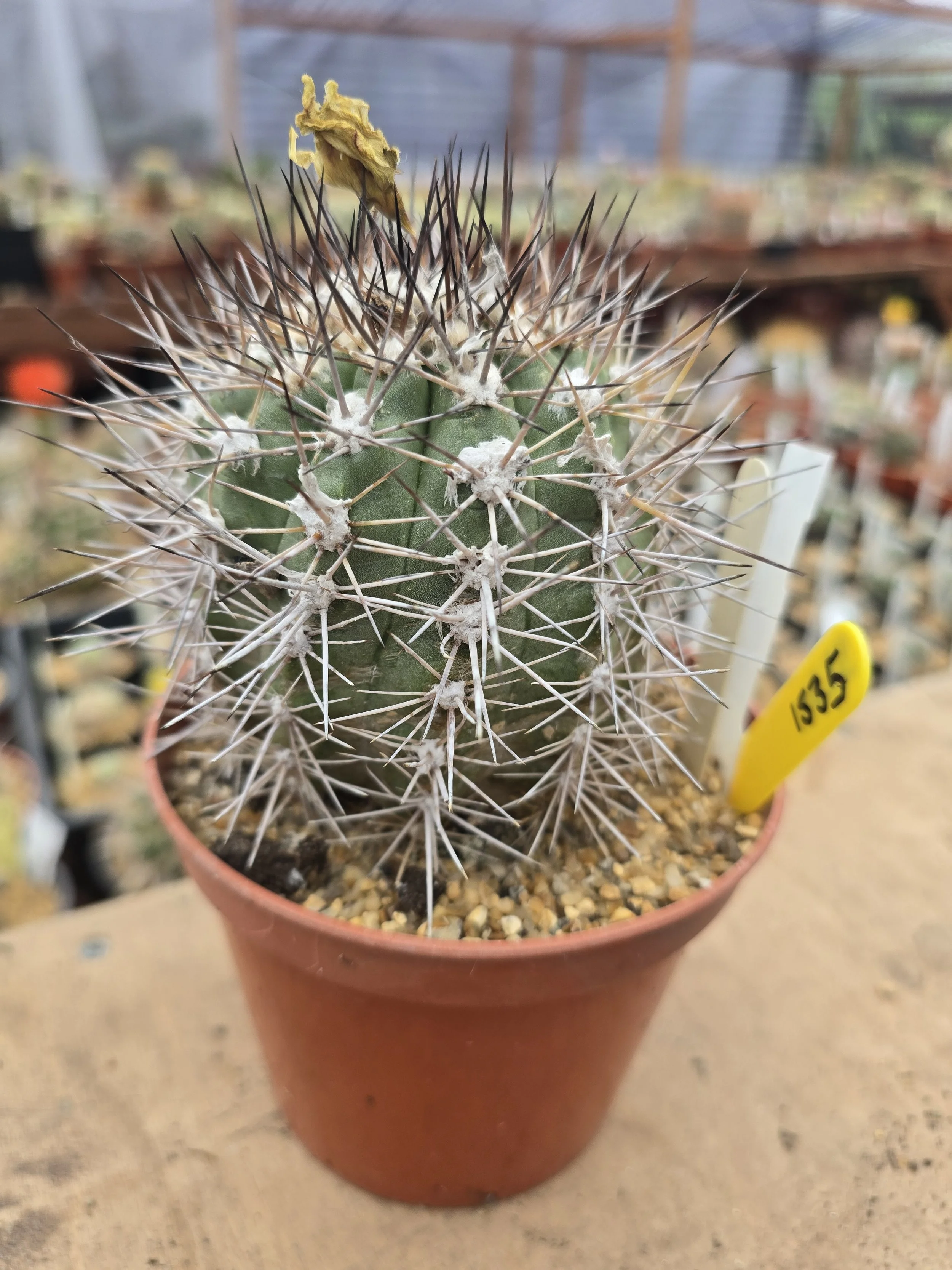 Copiapoa