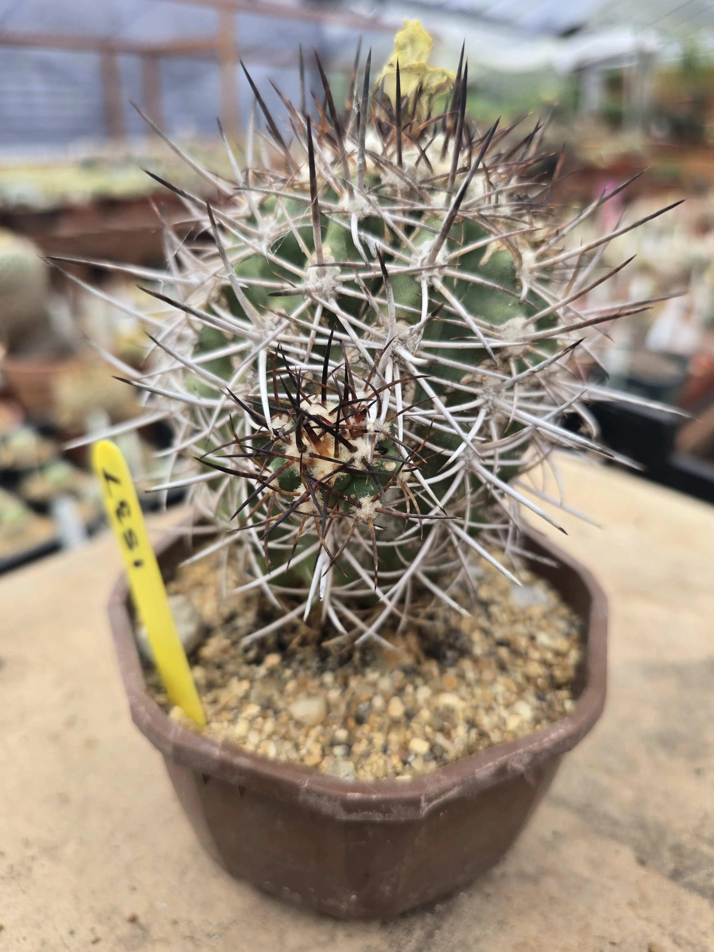 Copiapoa