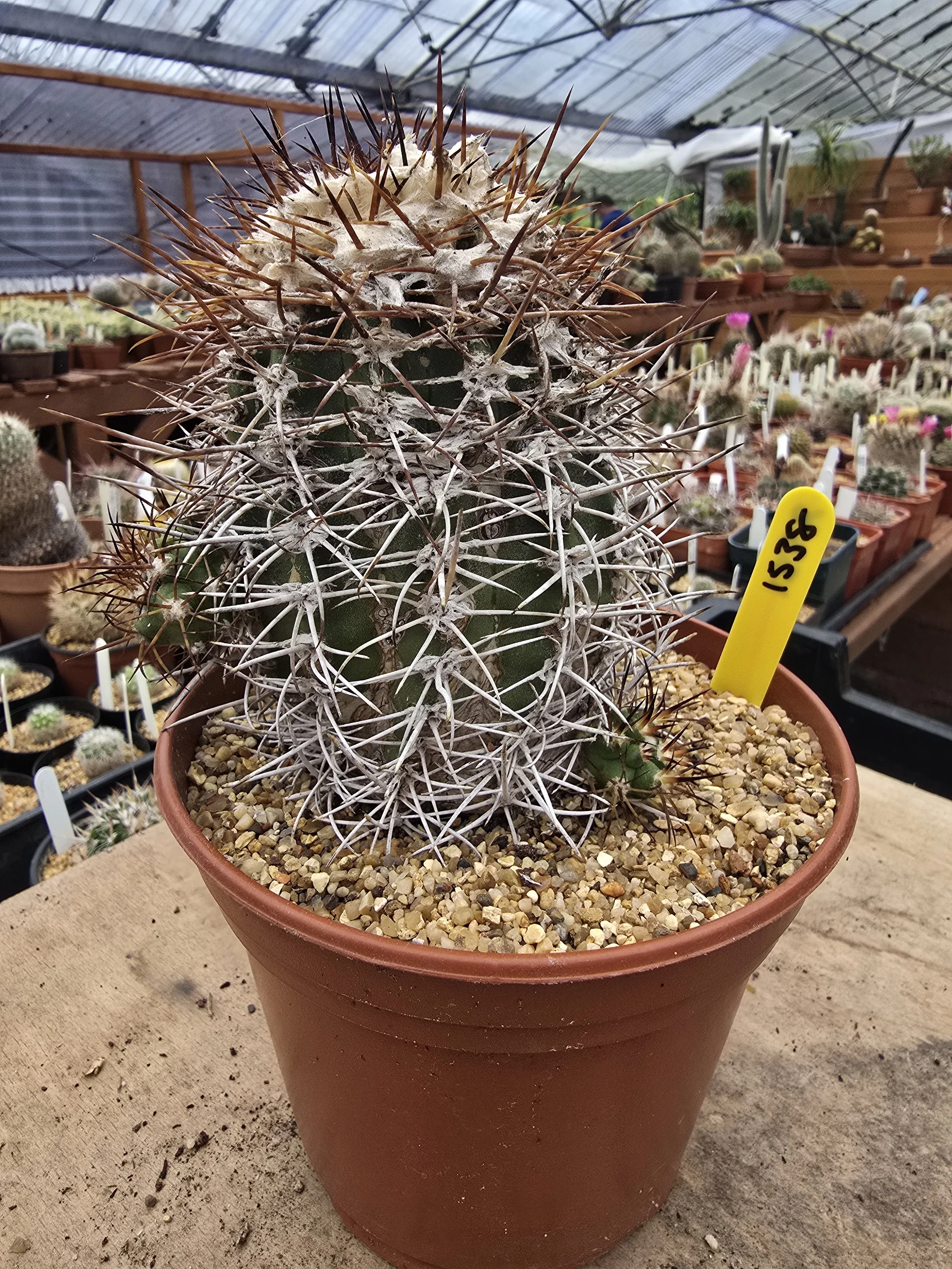Copiapoa 2 pups