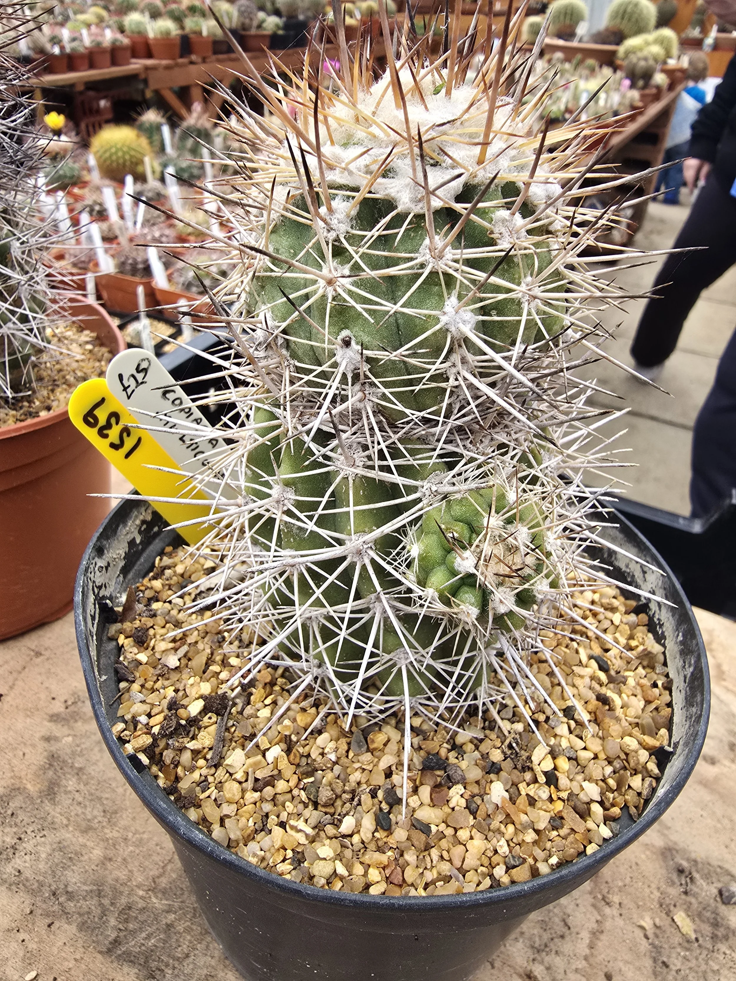 Copiapoa Multicolor