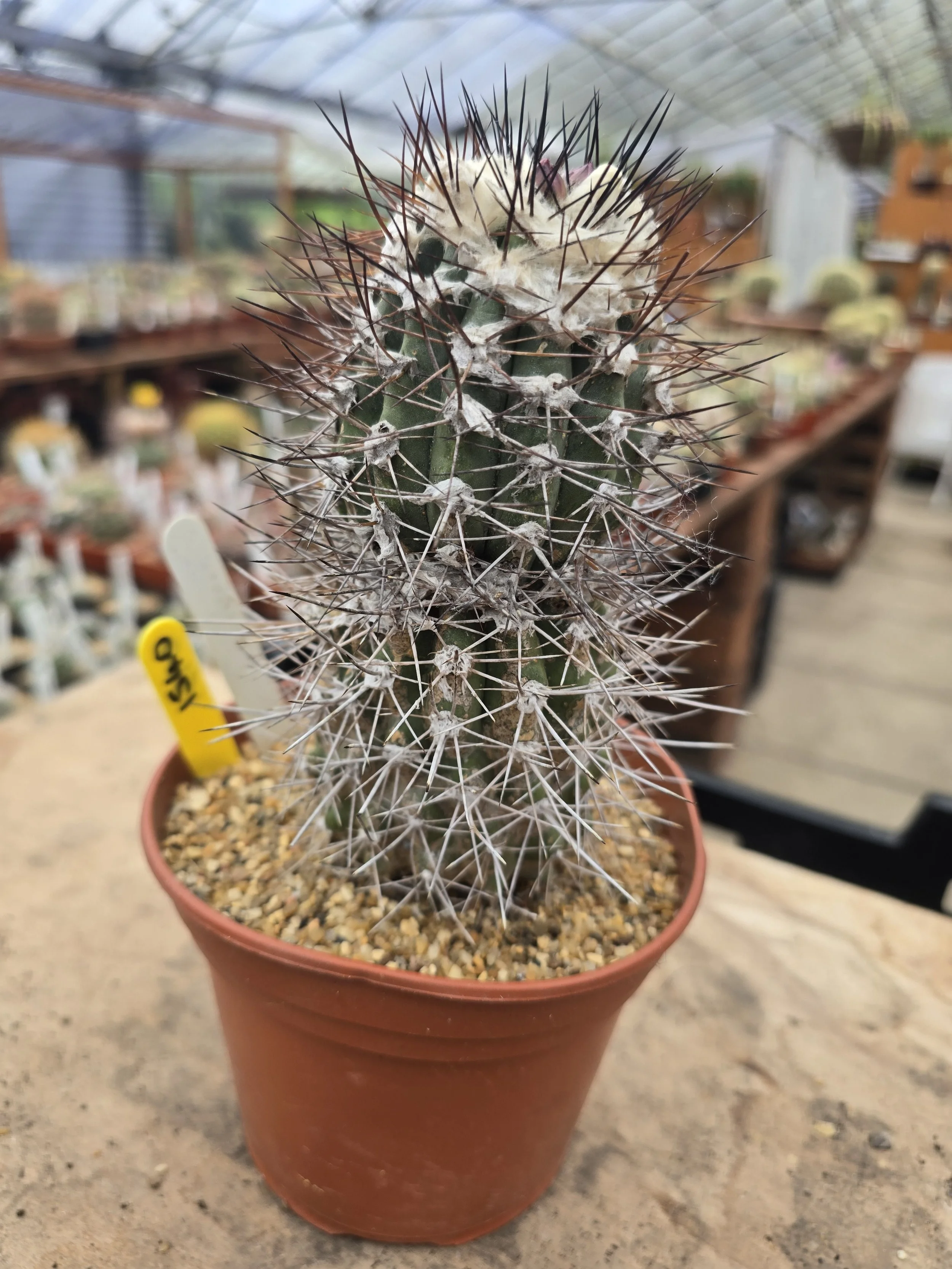 Copuapoa