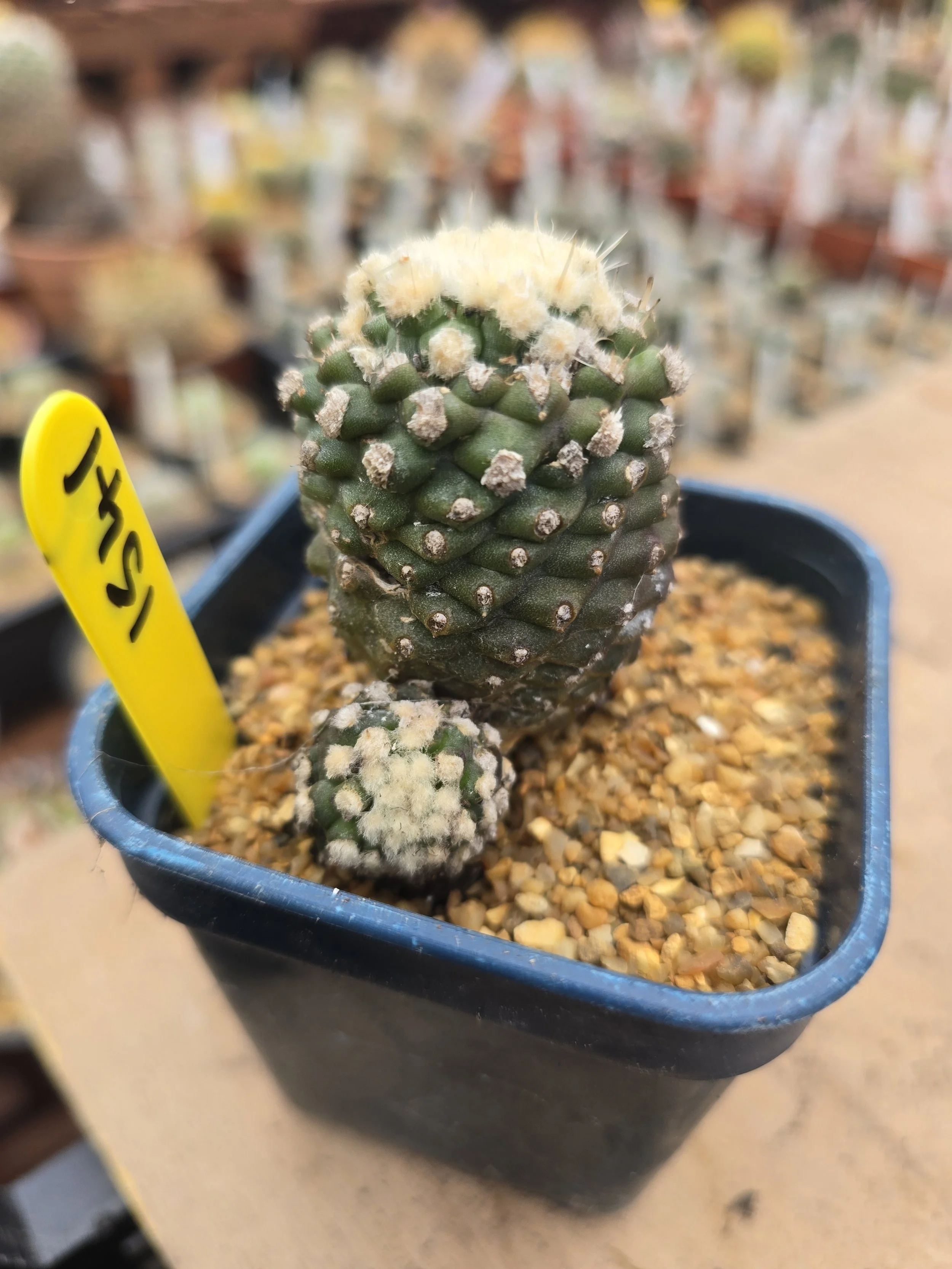 Copiapoa