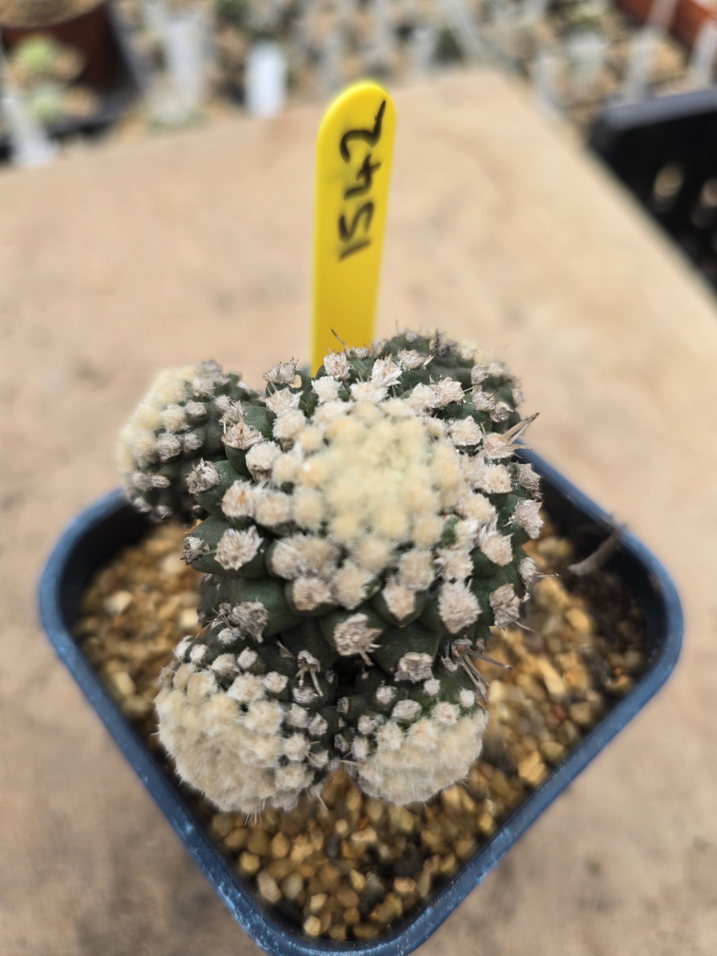 Copiapoa