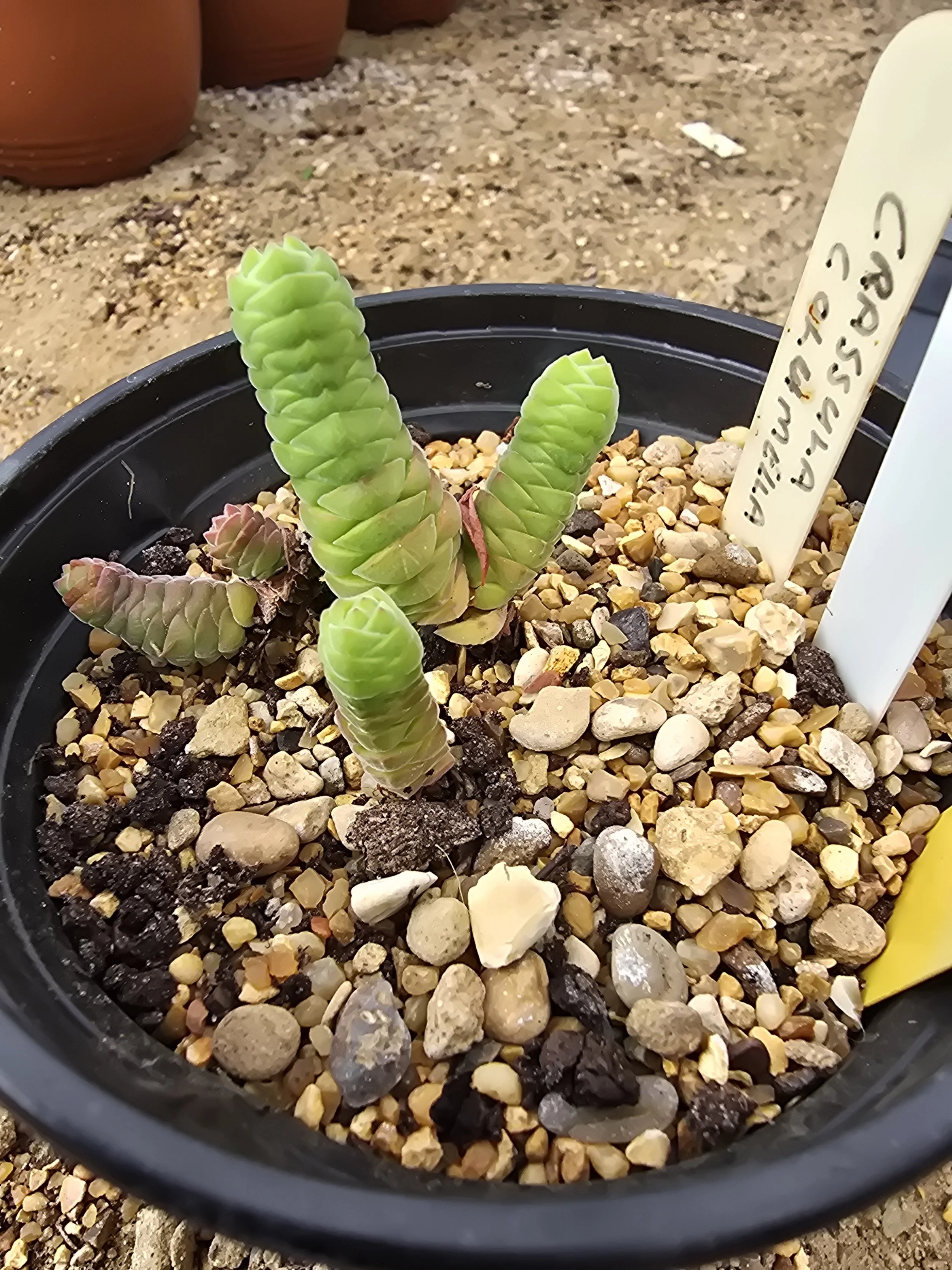 Crassula Columella