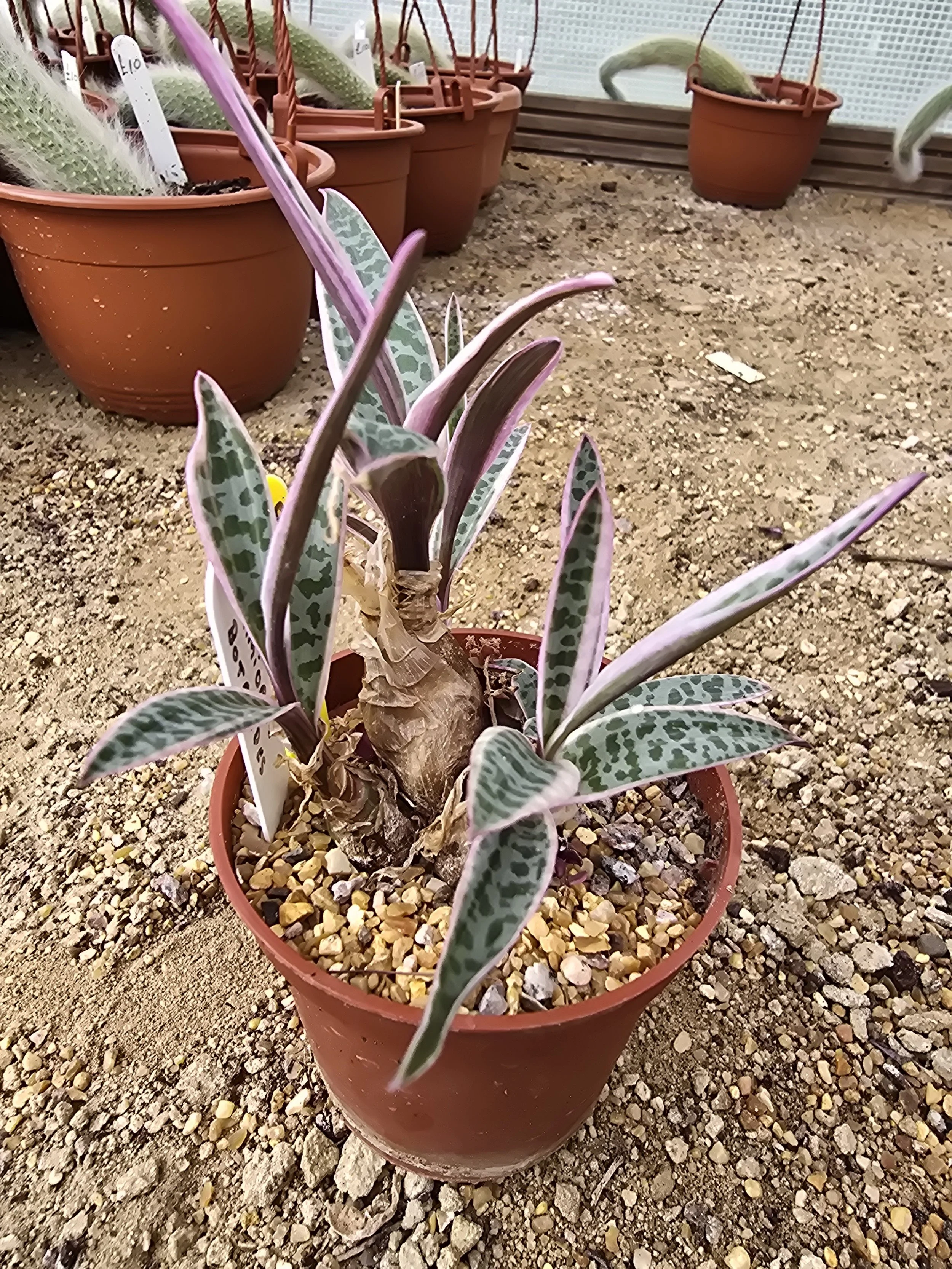 Drimiopsis botryoides subsp. botryoides Variegated
