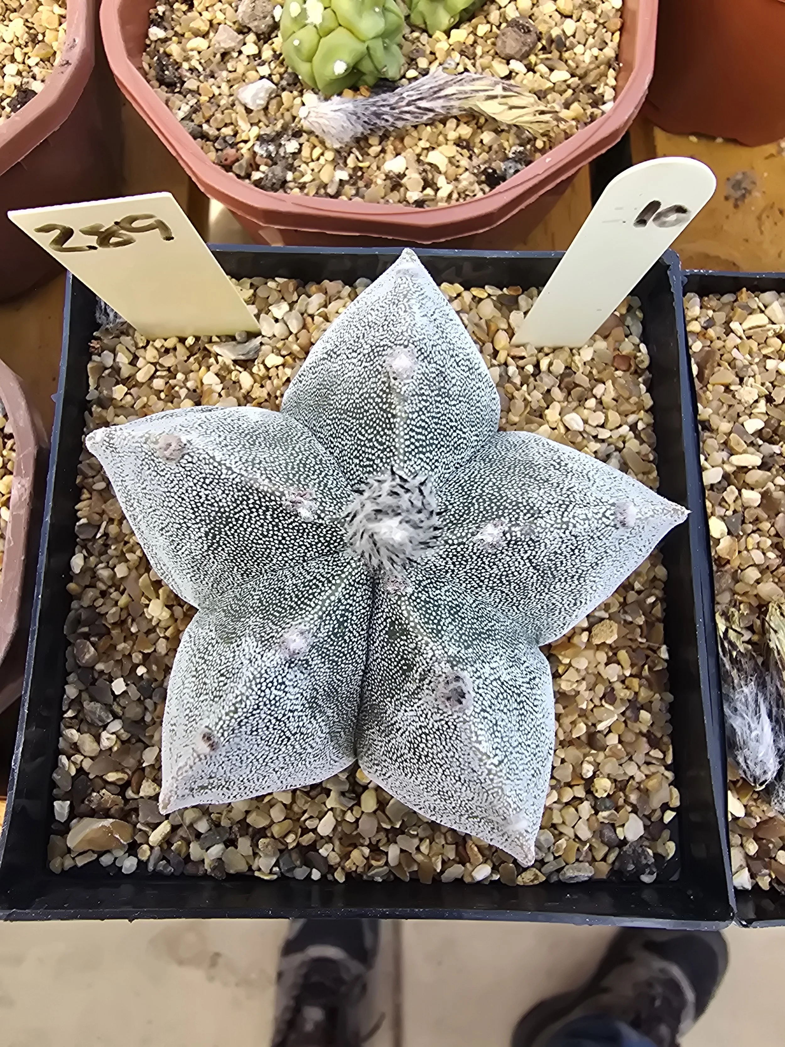 ASTROPHYTUM MYRIOSTIGMA BISHOPS MITRE (289)