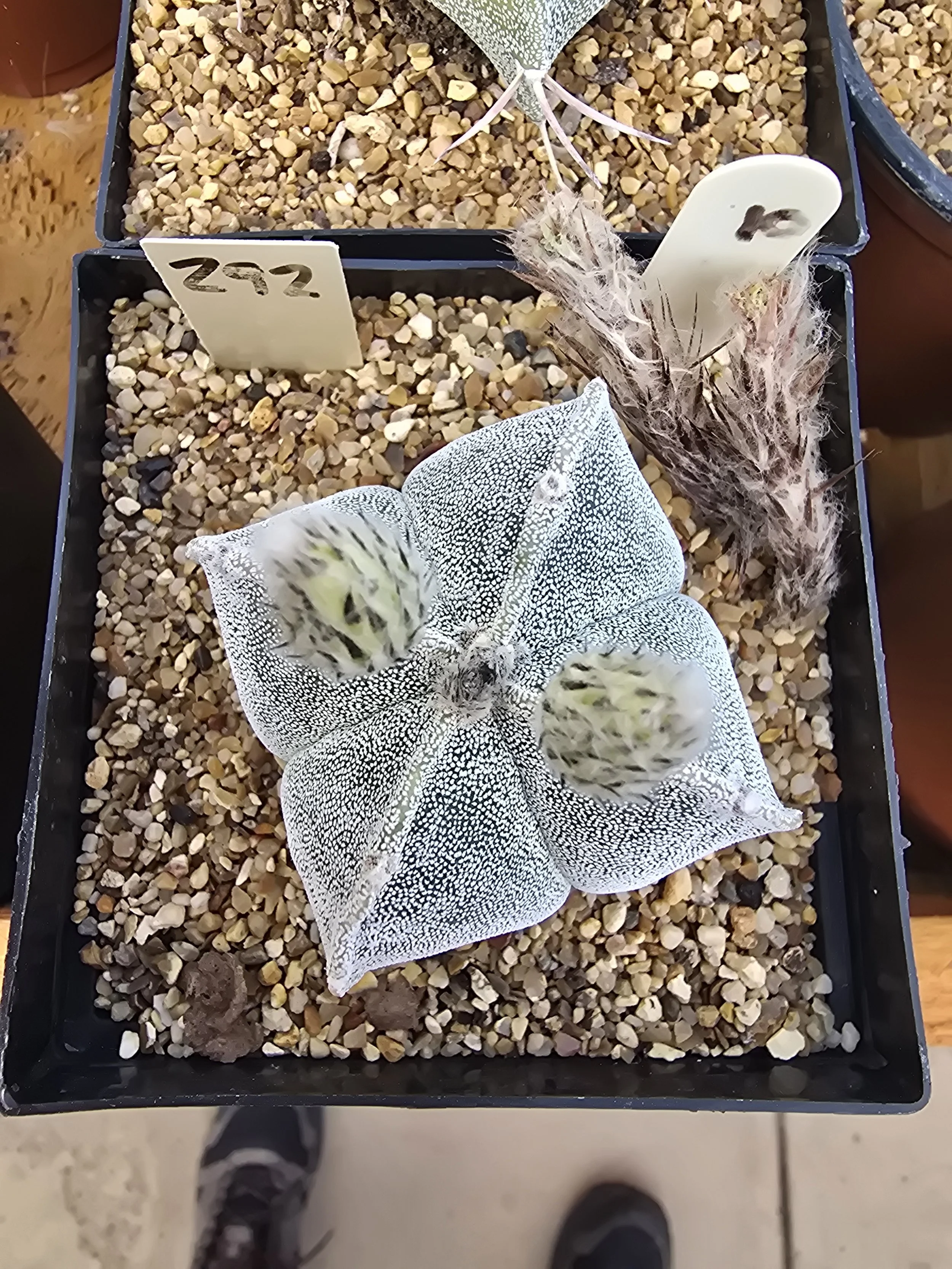 ASTROPHYTUM MYRIOSTIGMA BISHOPS MITRE (292)