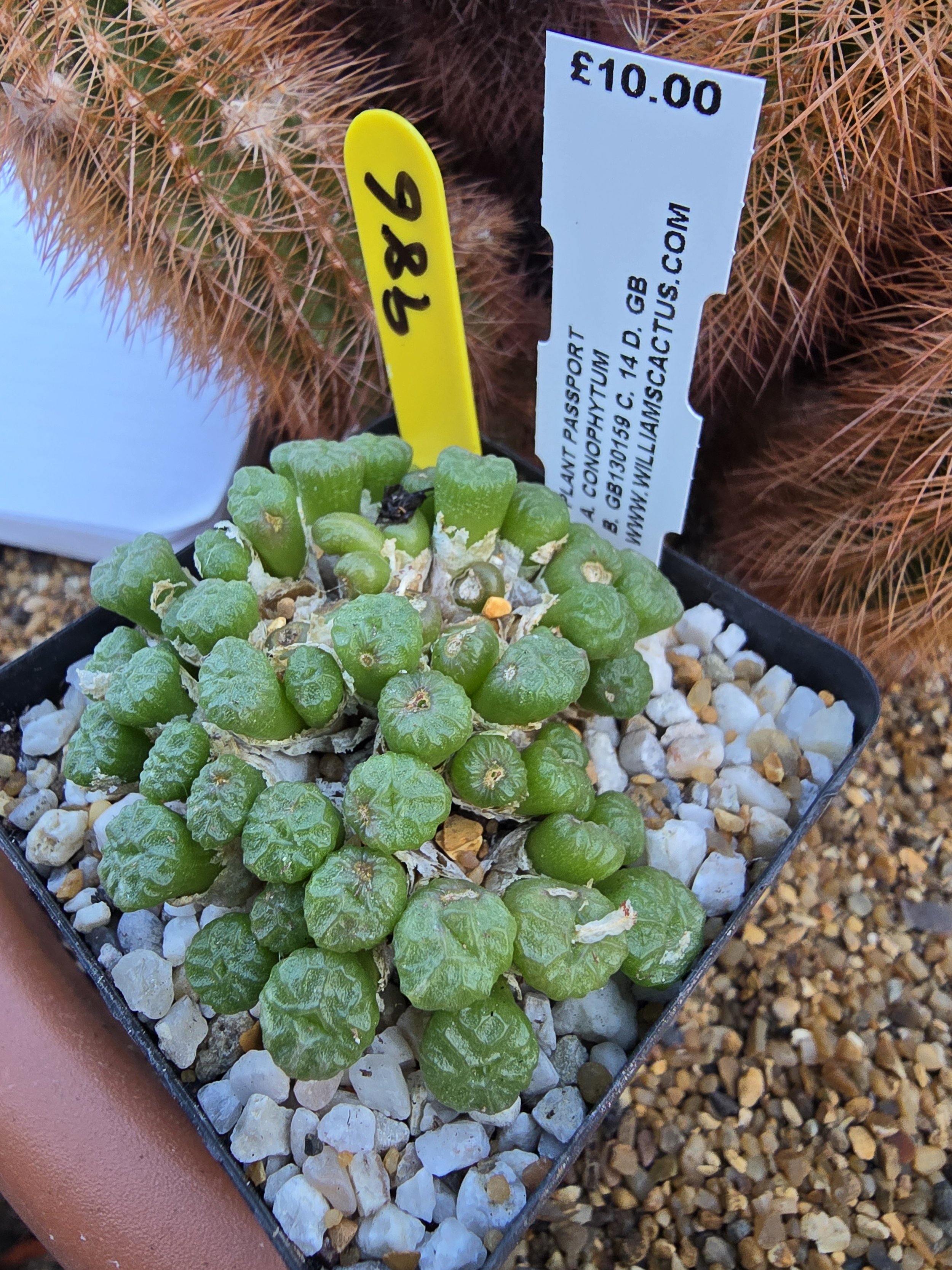 CONOPHYTUM