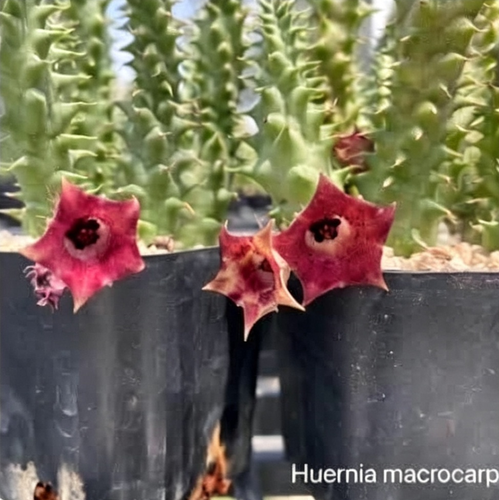 HUERNIA MACROCARPA