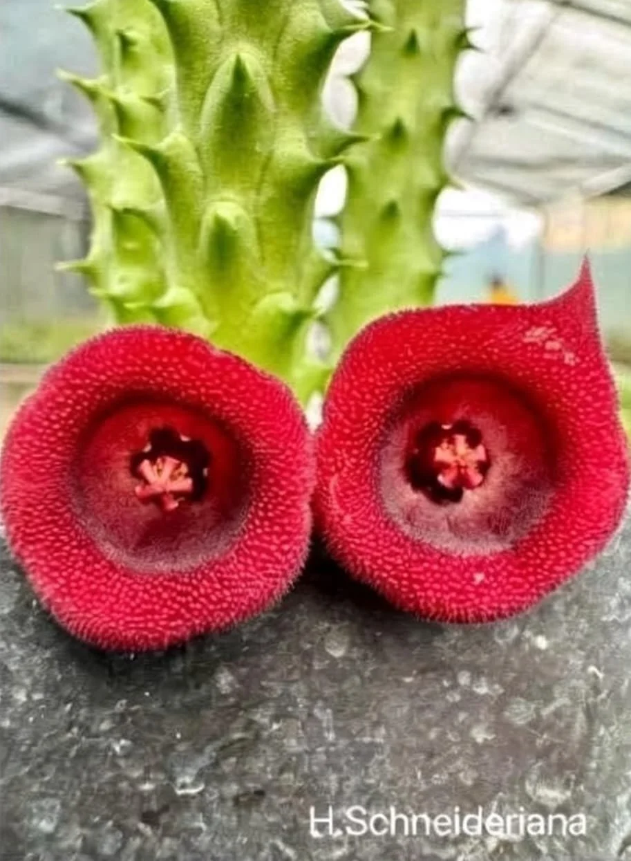 HUERNIA SCHNEIDERIANA