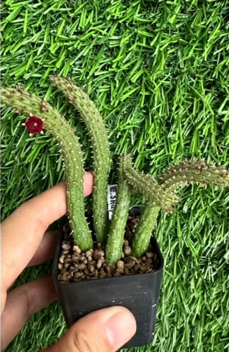 ECHIDNOPSIS+SHAPEI+VAR+REPENS.png