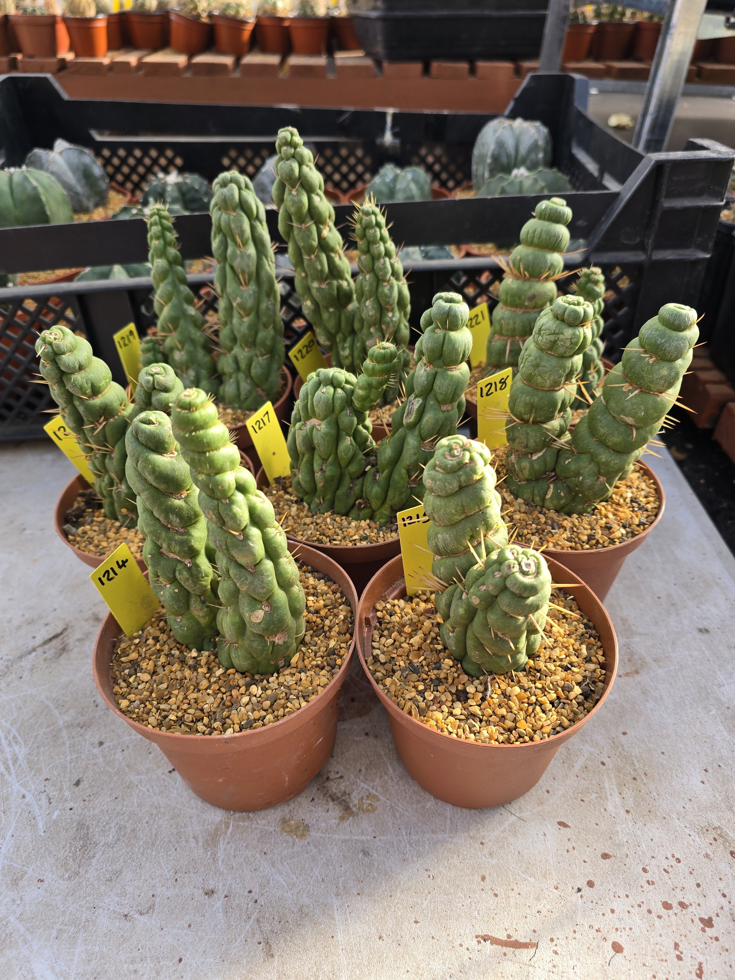 Eulychnia castanea f. varispiralis