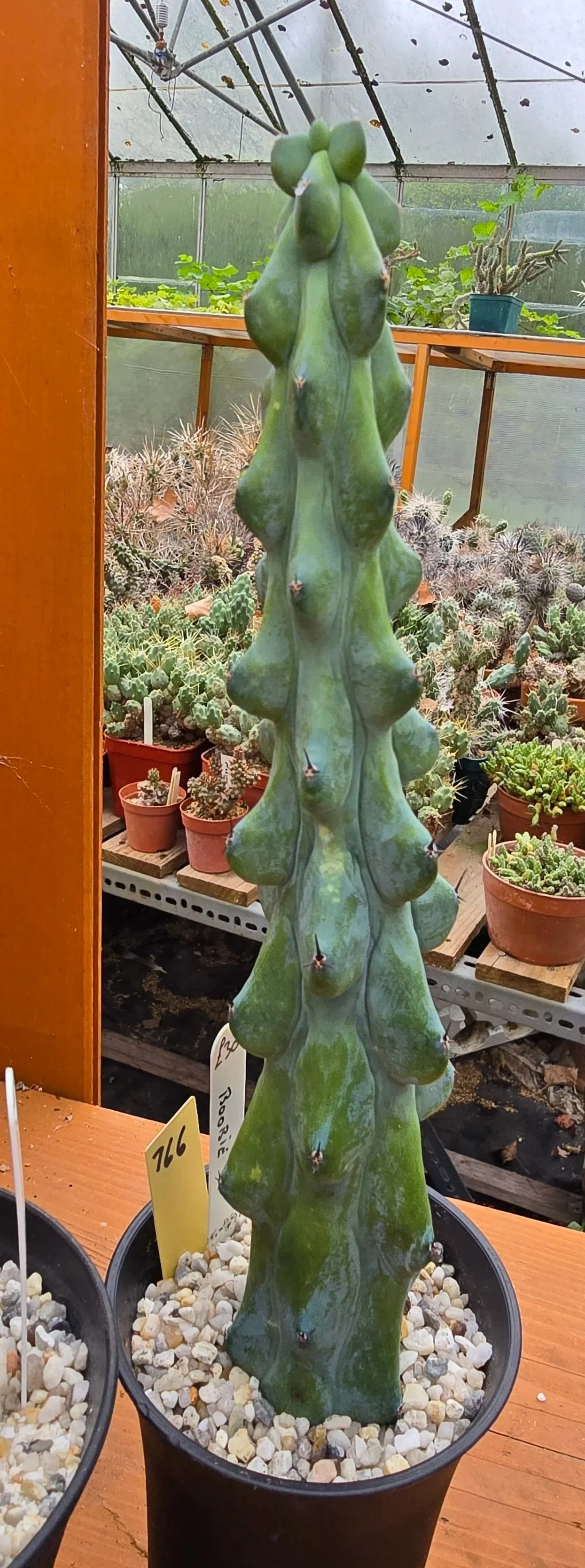 BOOBIE CACTUS 250MM Williams Cactus