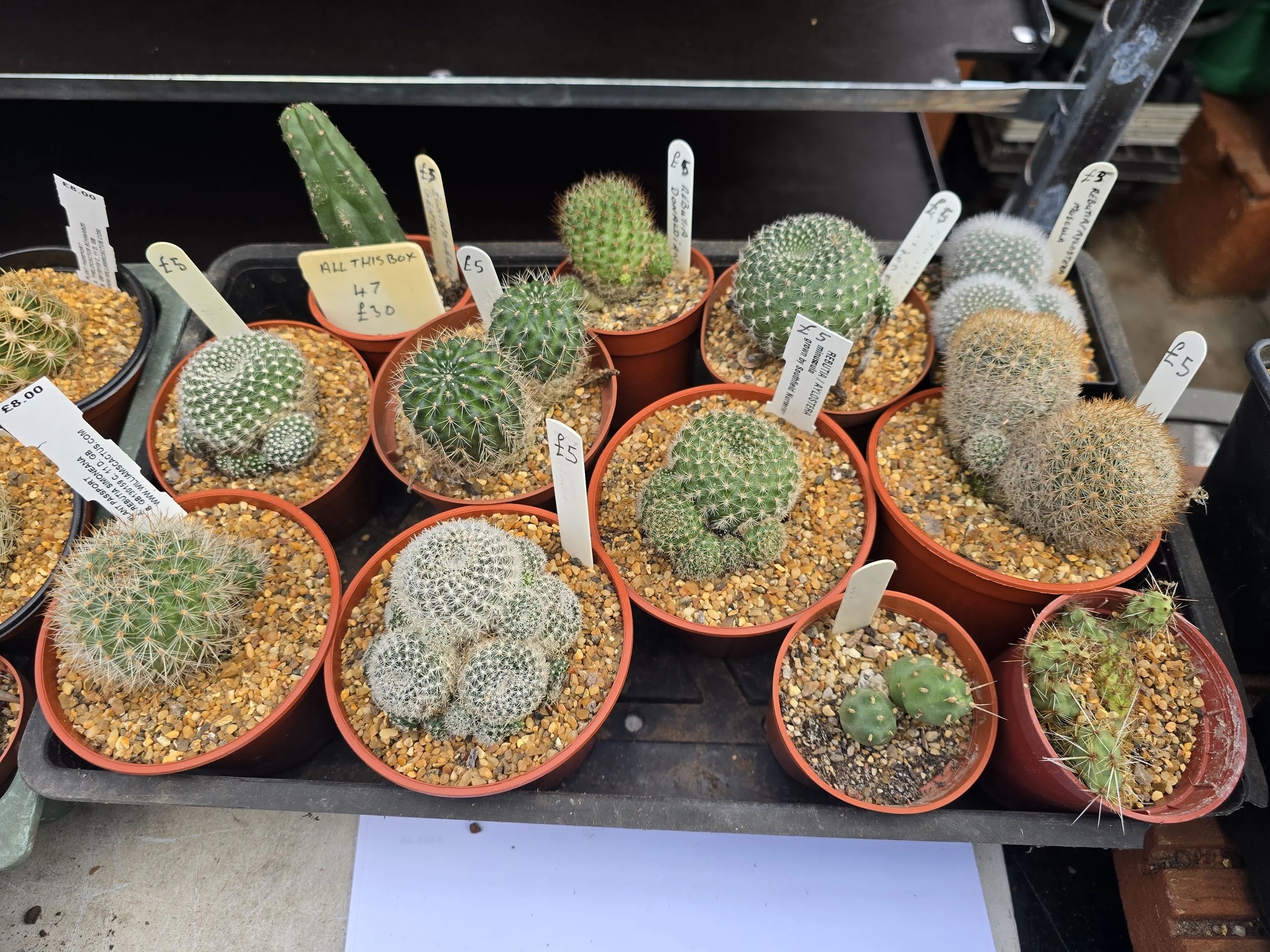 12 Mixed Cactus Collection - Special Sale - Tray 47
