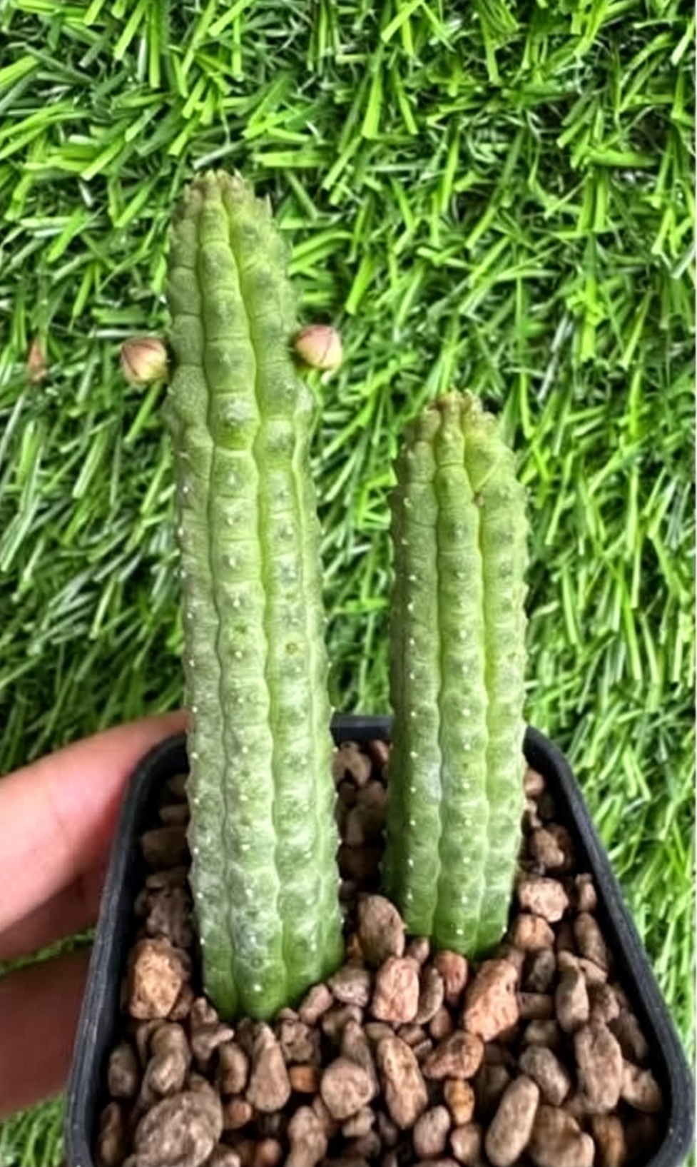 ECHIDNOPSIS+NUBICA.png