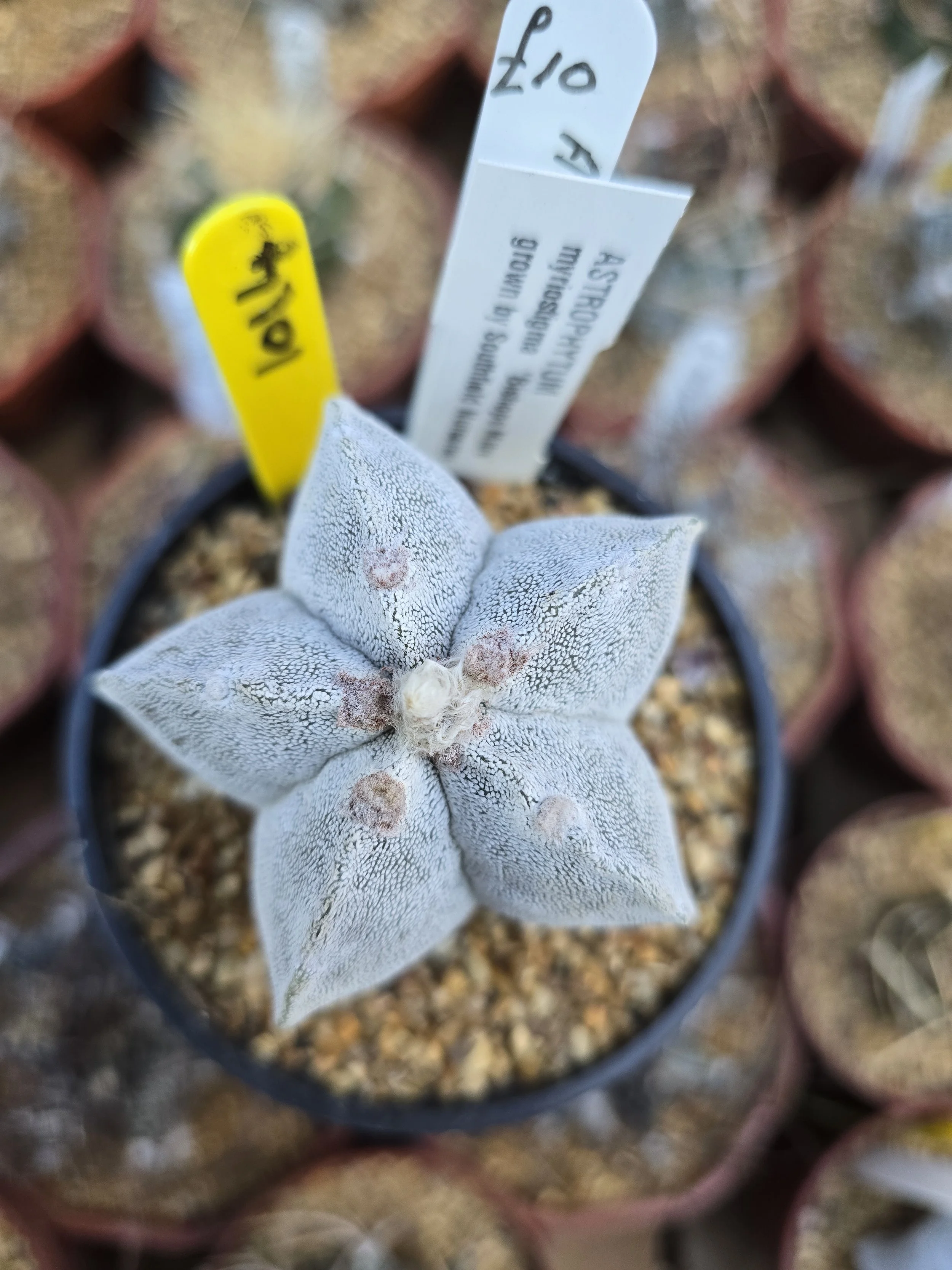 ASTROPHYTUM MYRIOSTIGMA BISHOPS MITRE