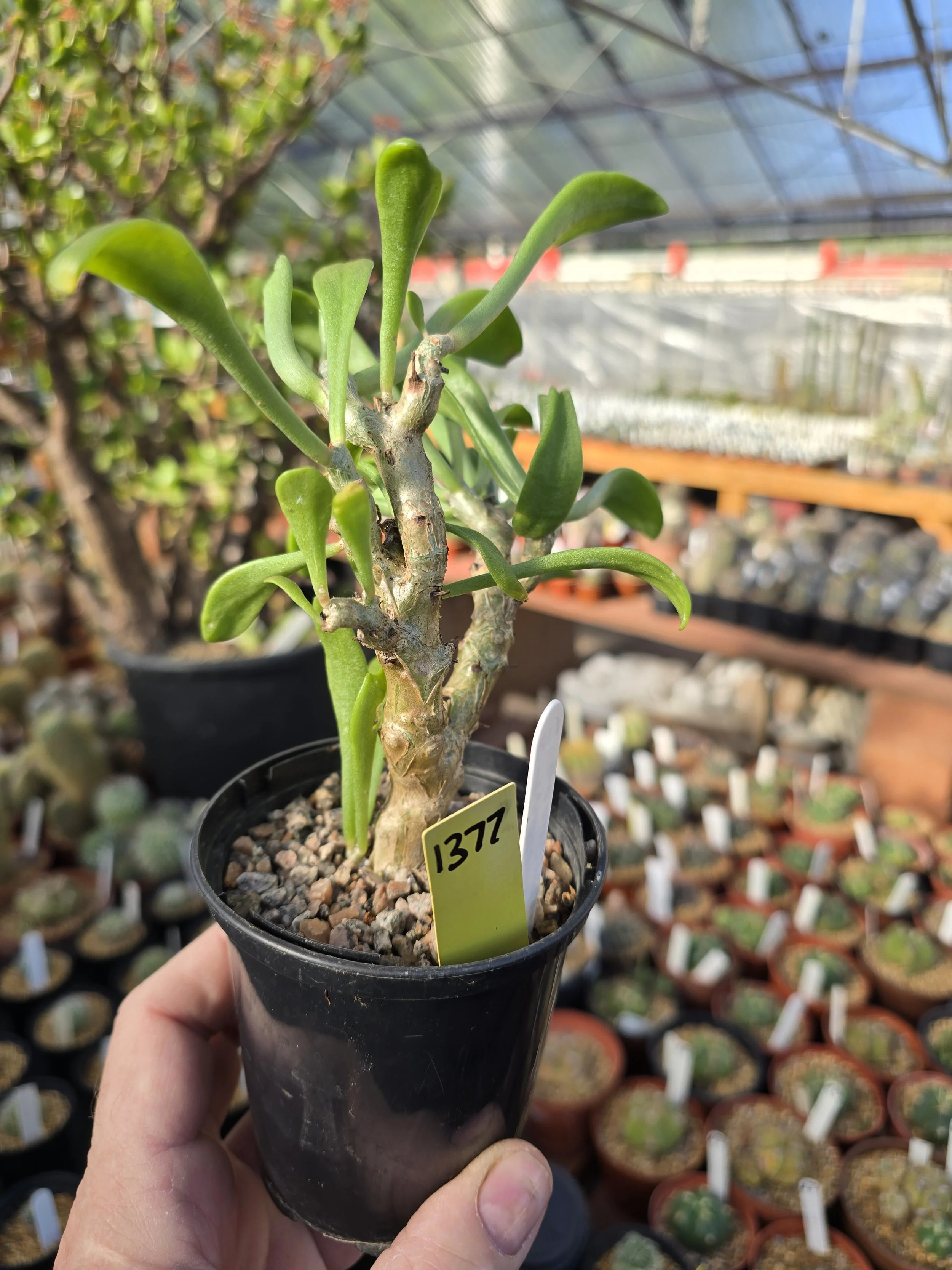 TYLECODON GRANDIFLORA