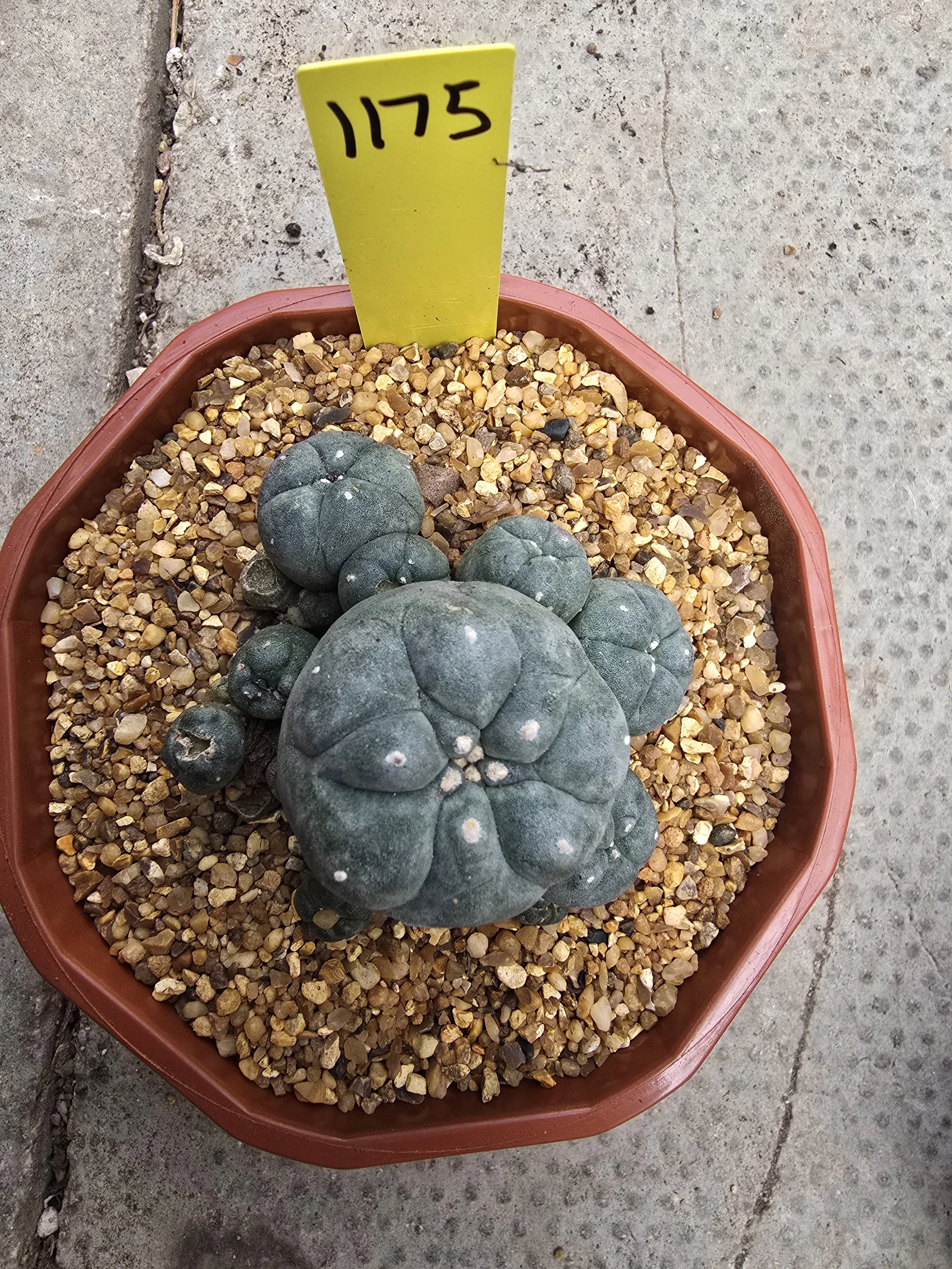 Lophophora williamsii var. caespitosa