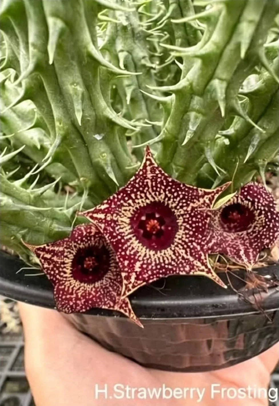 HUERNIA STRAWBERRY FROSTING