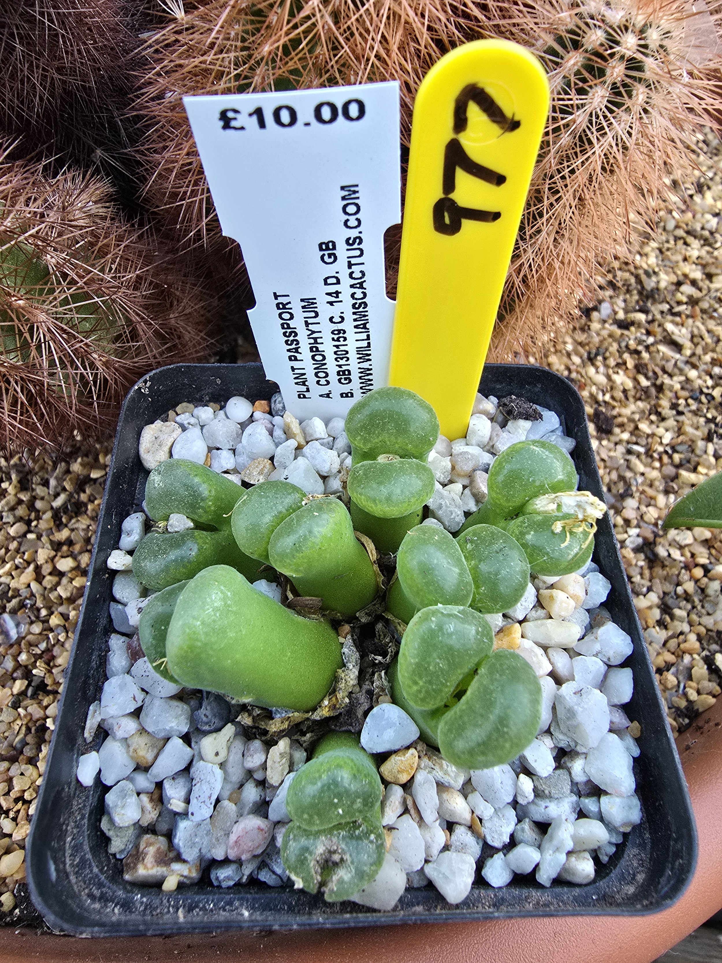 CONOPHYTUM