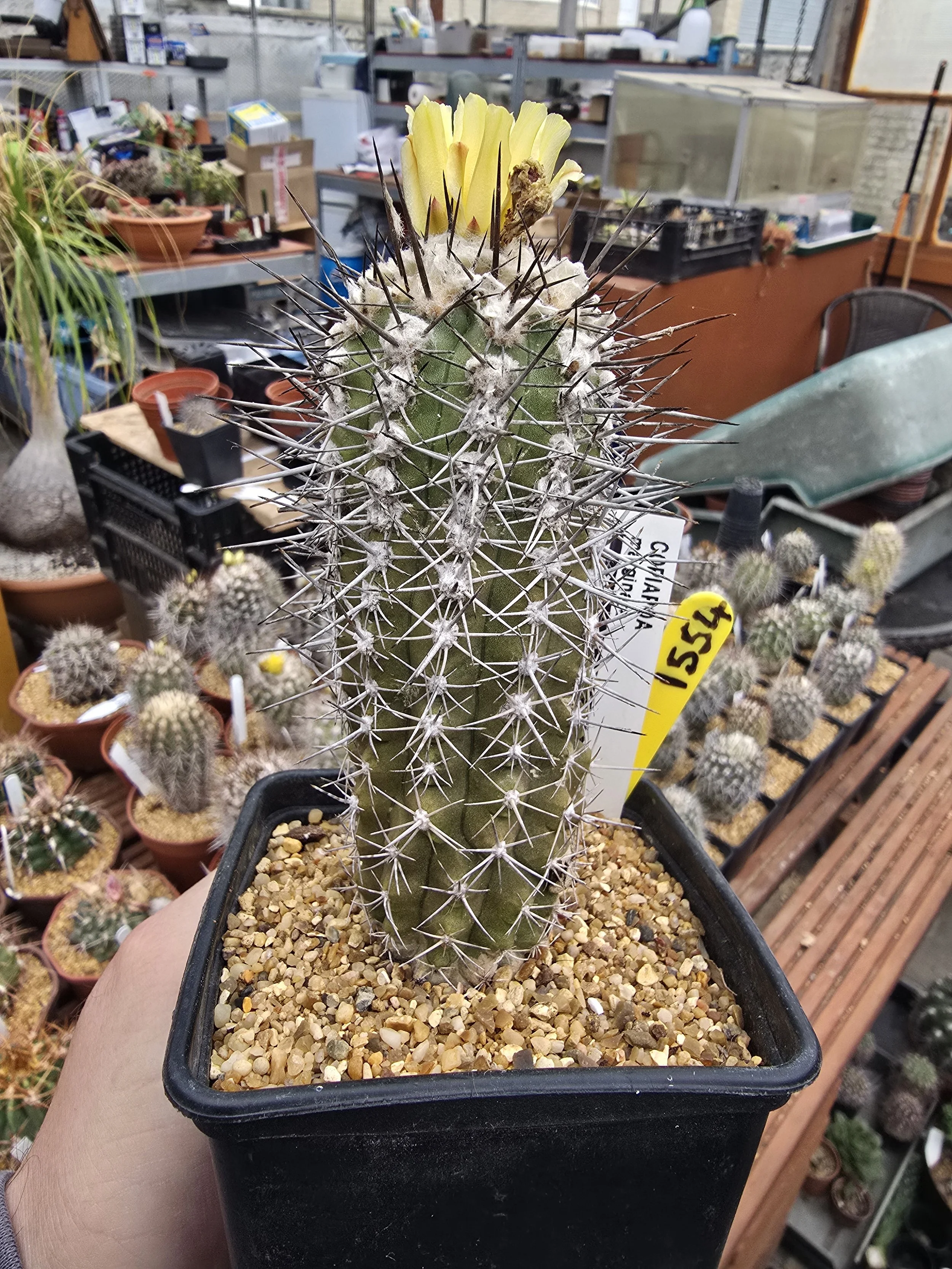 Copiapoa Marginata