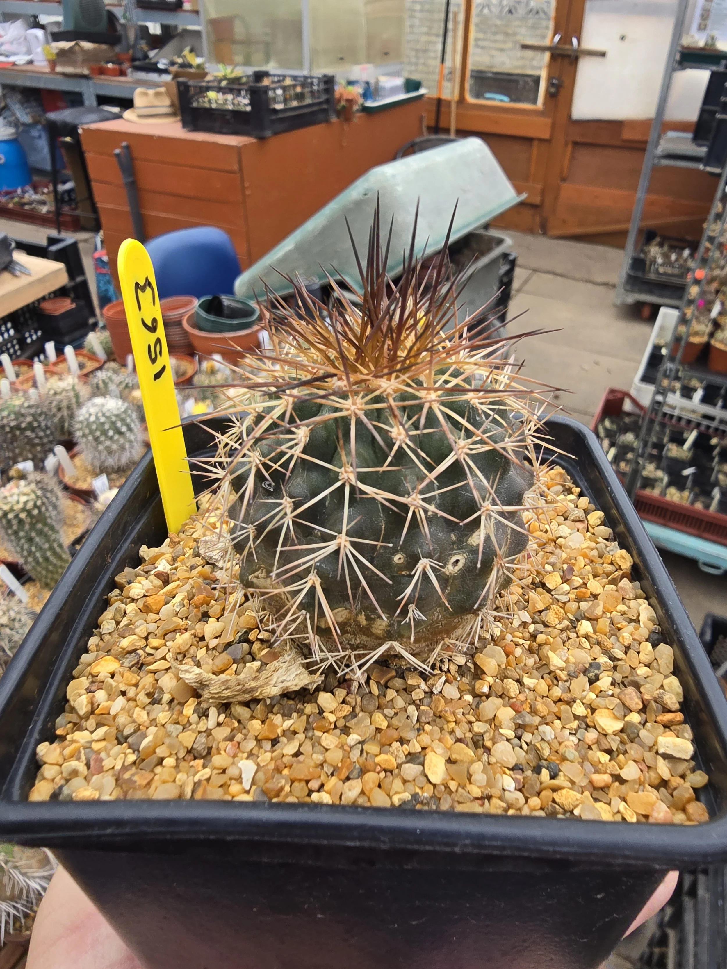 Copiapoa
