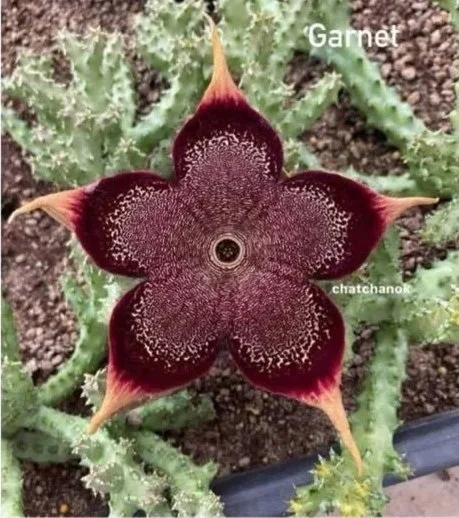 EDITHCOLEA+GRANDIS+WILLIAMS CACTUS