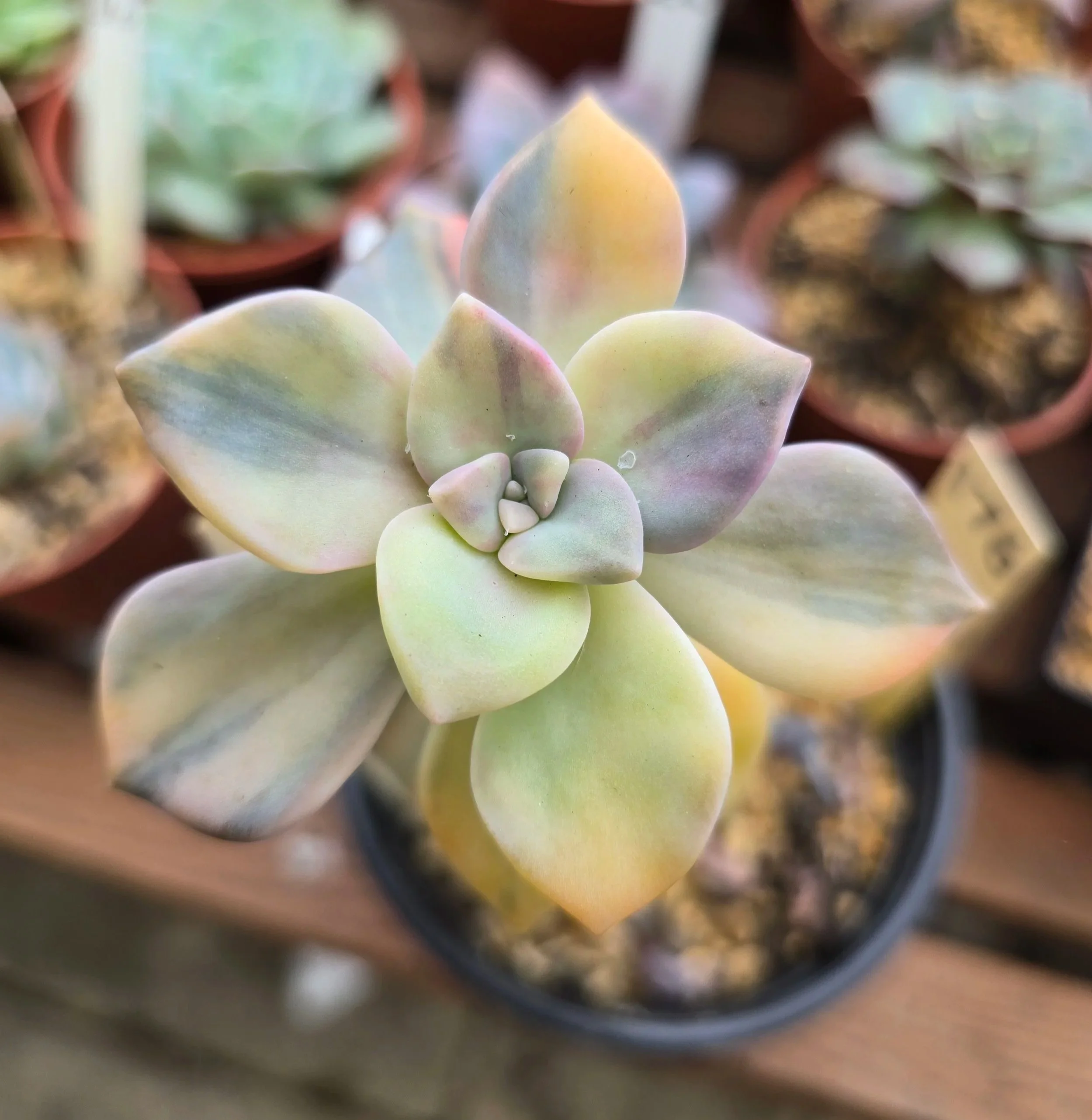 Graptopetalum Purple Delight variegated