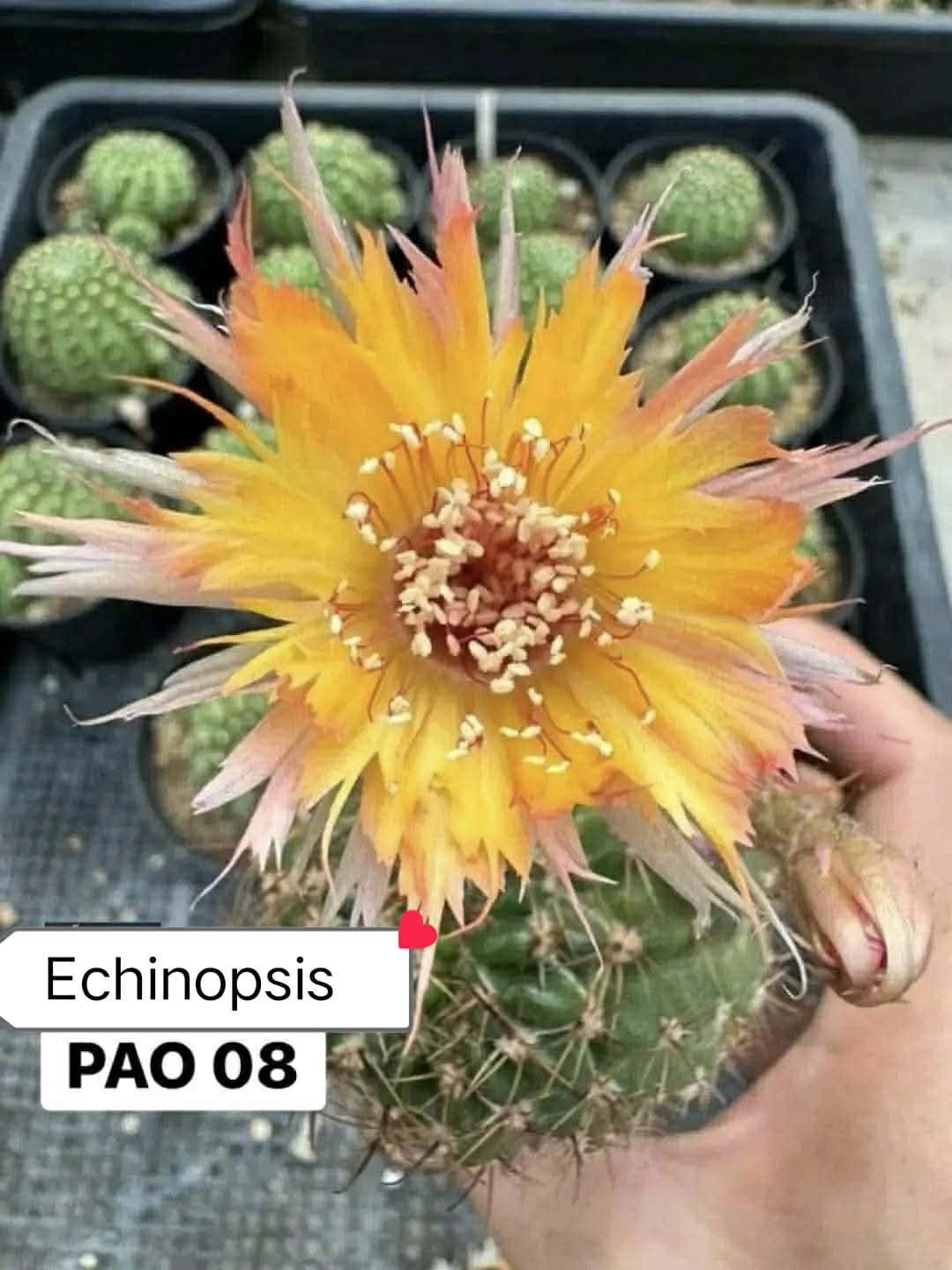 ECHINOPSIS PAO 08 (2).jpeg