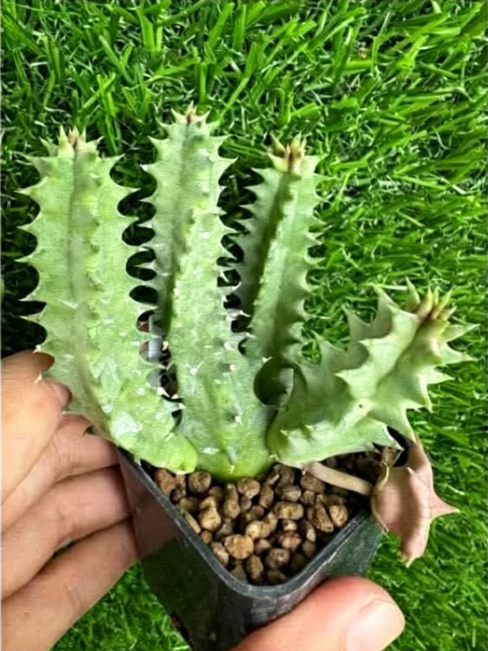 HUERNIA+OLGA+LL.png