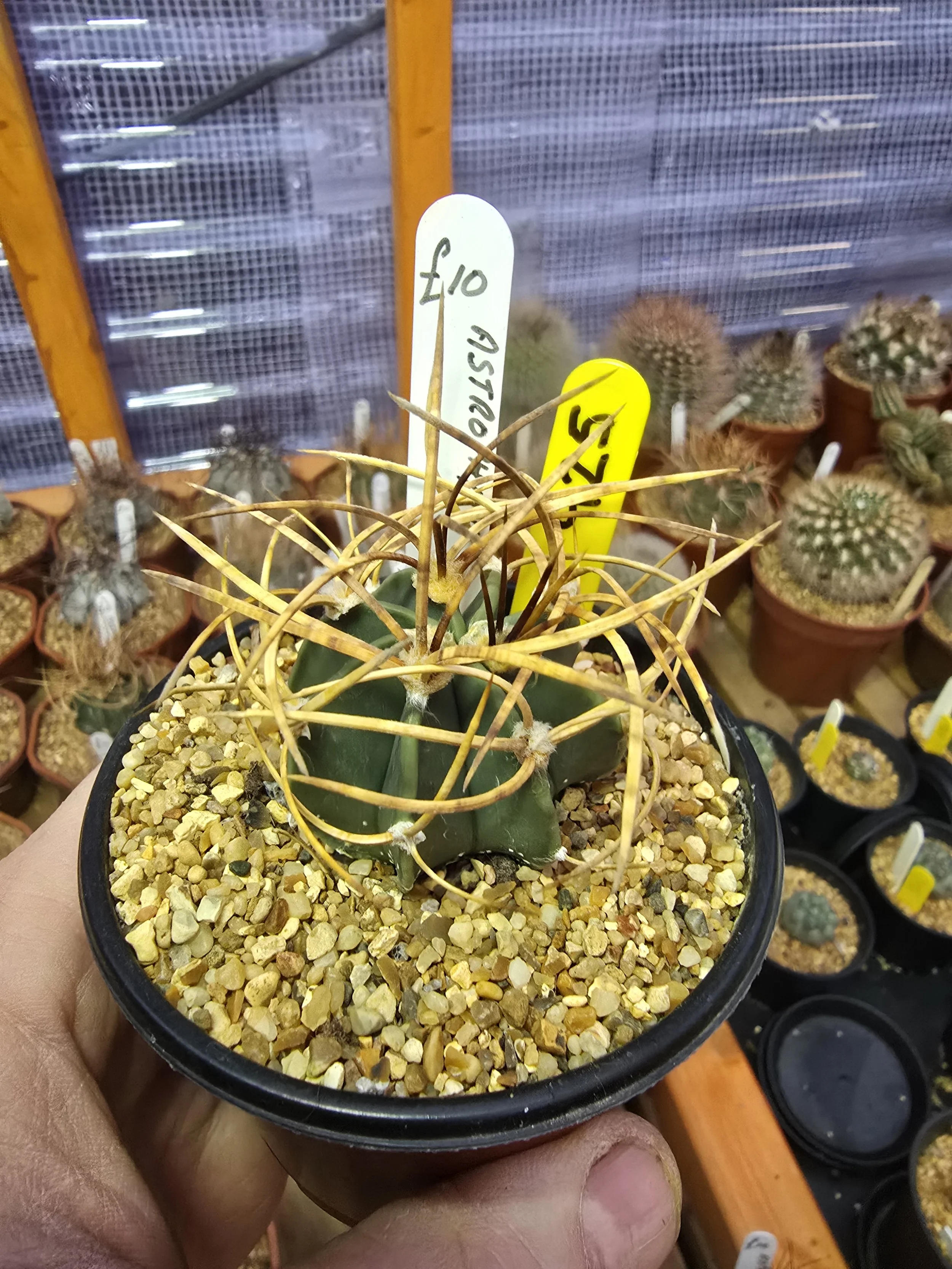 WILLIAMS CACTUS