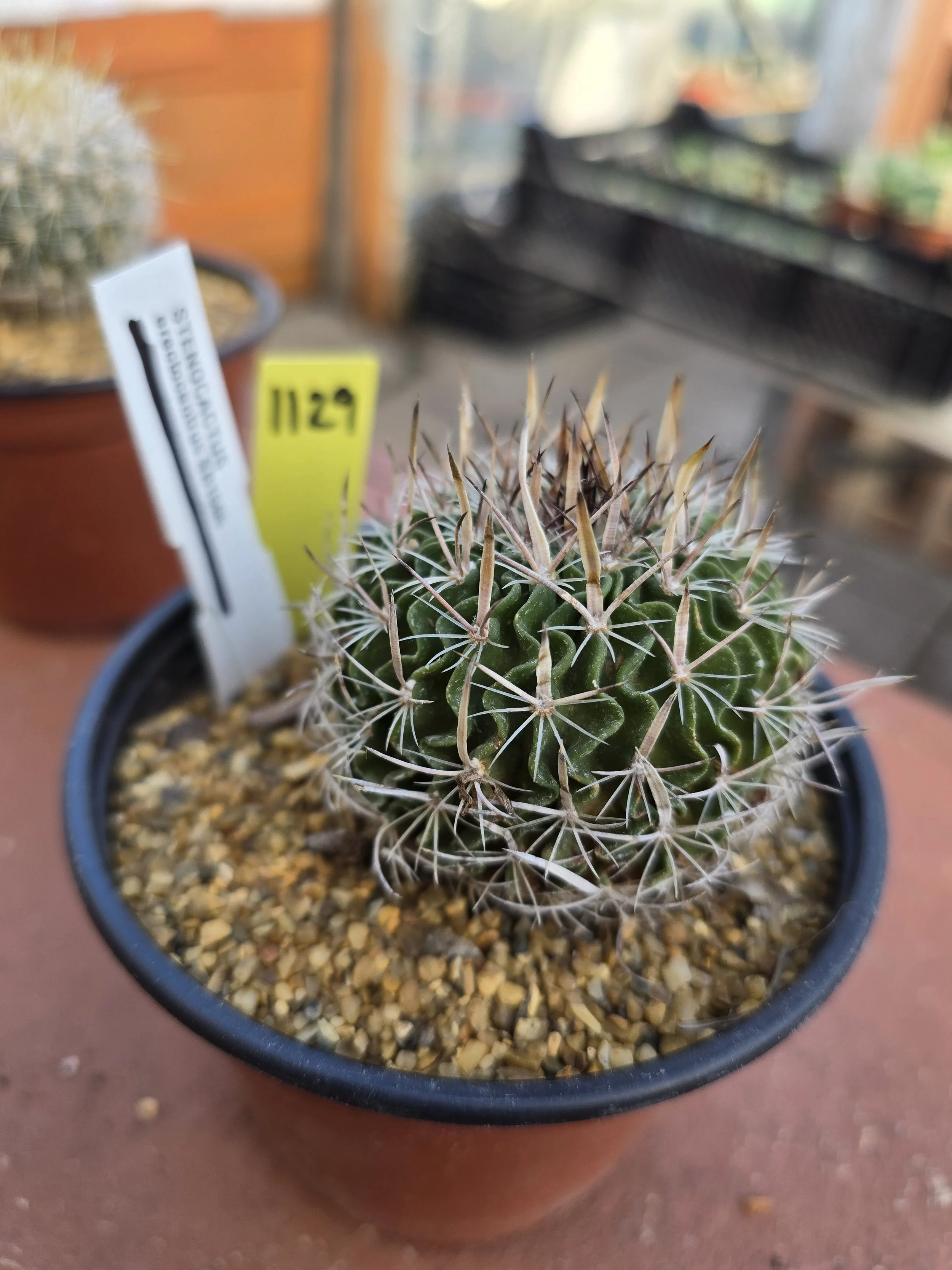 STENOCACTUS ERECTOCENTRUS SB 1565