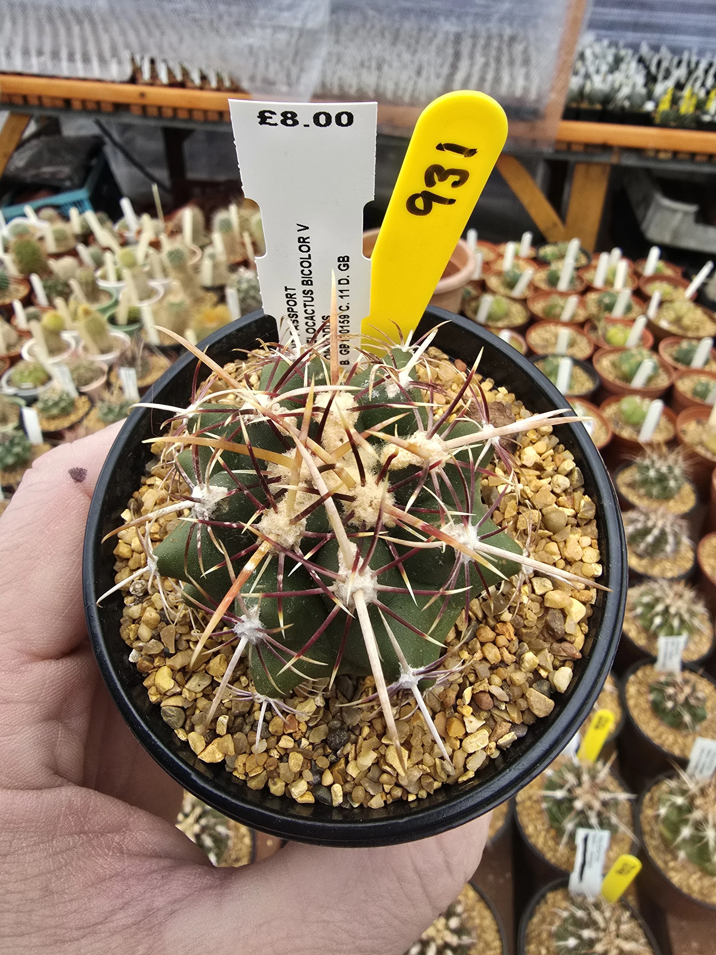 THELOCACTUS BICOLOUR V COMMODUS
