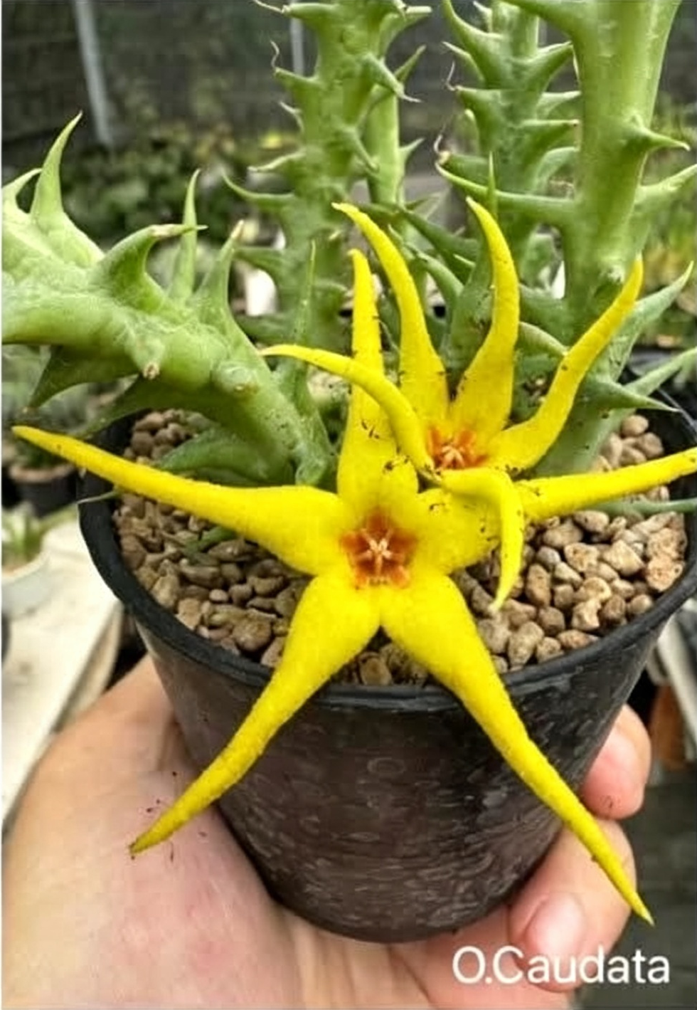 ORBEA CAUDATA