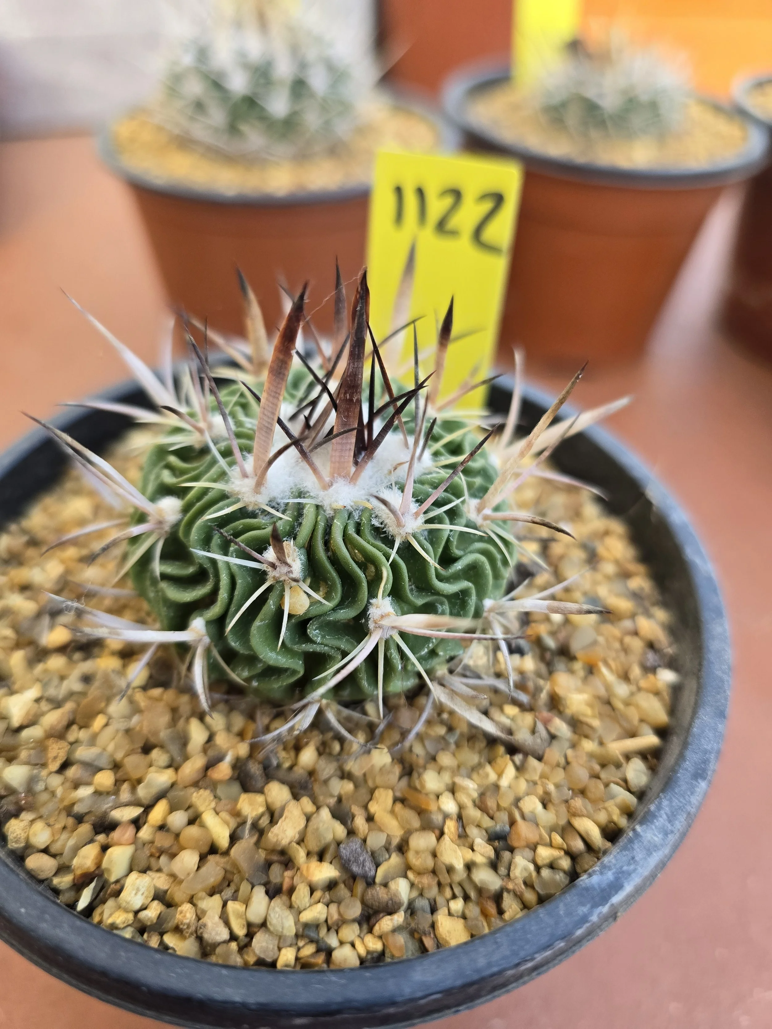 STENOCACTUS SP. LAU 751
