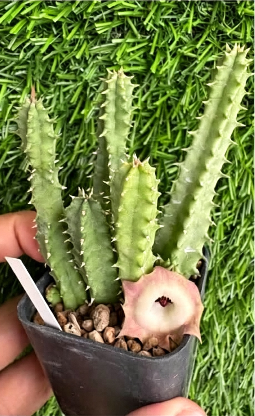 HUERNIA+KORAT+SUNNY.png