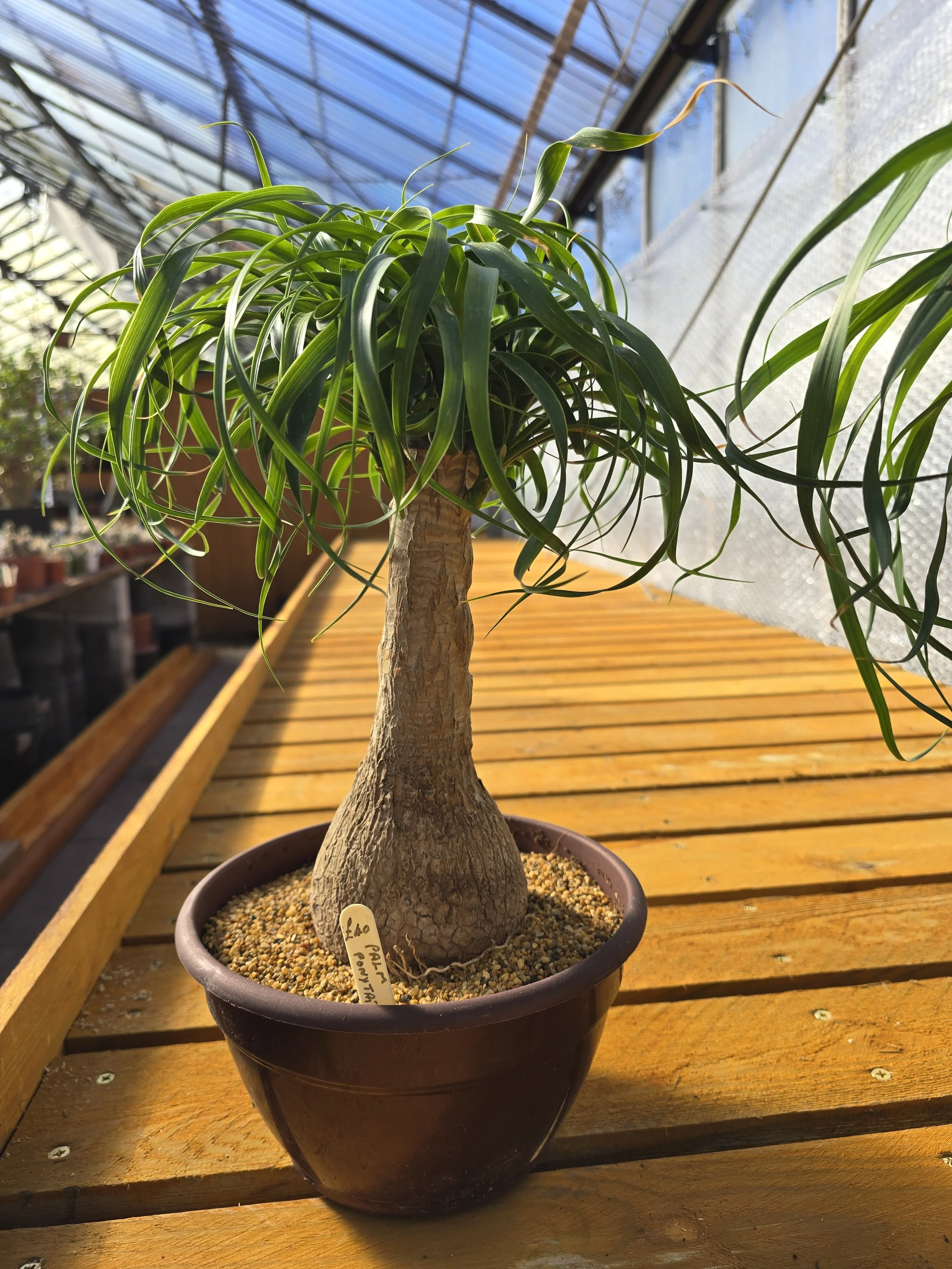 Ponytail Palm