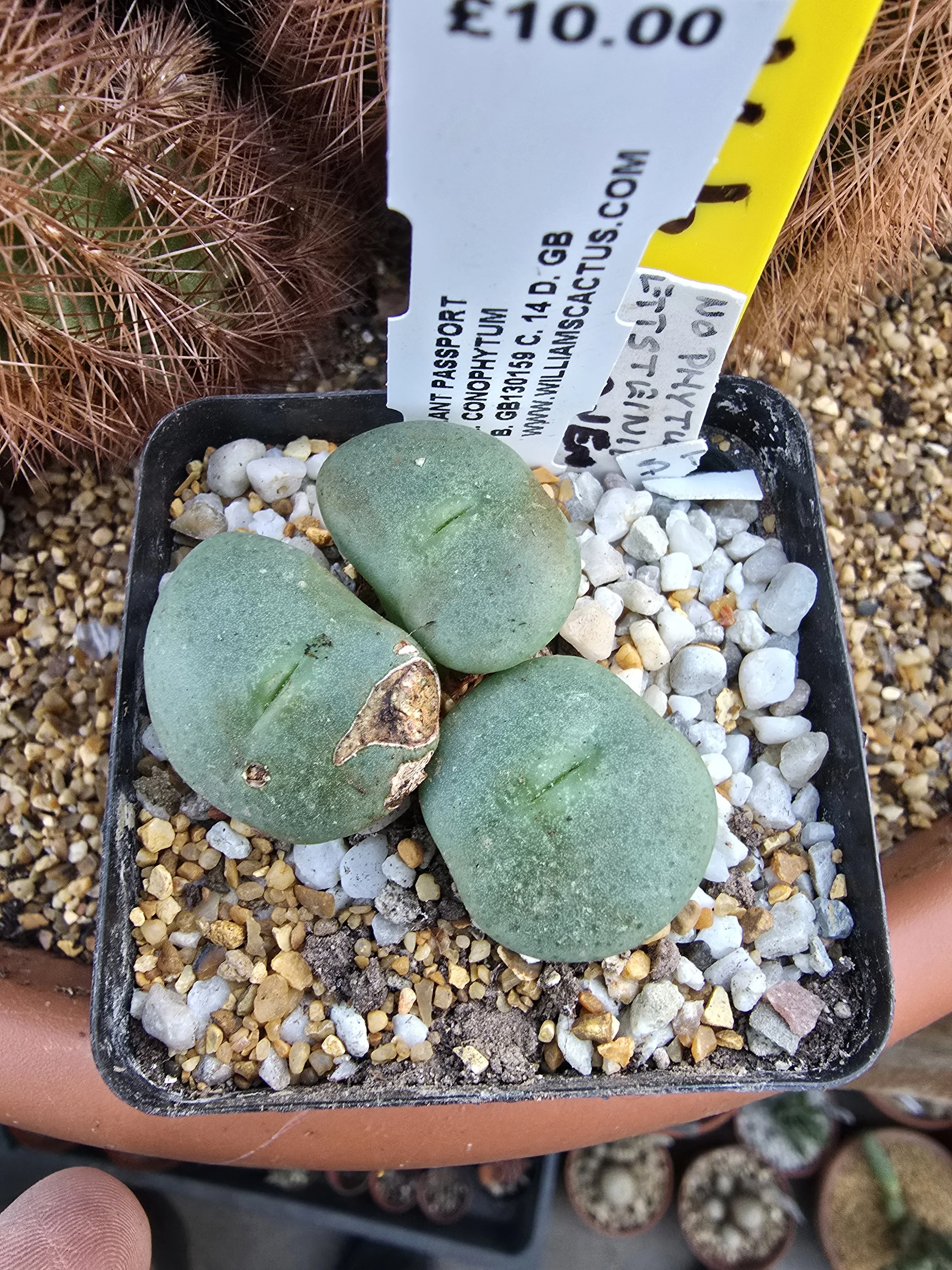 CONOPHYTUM WETTSTEINII FORM ANENOUS