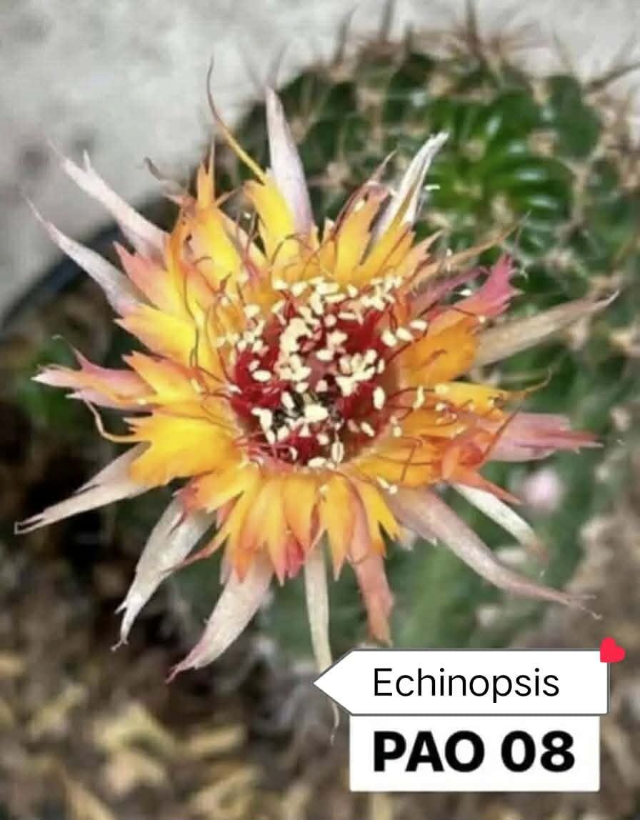 Echinopsis PAO 08 Thai Hybrid