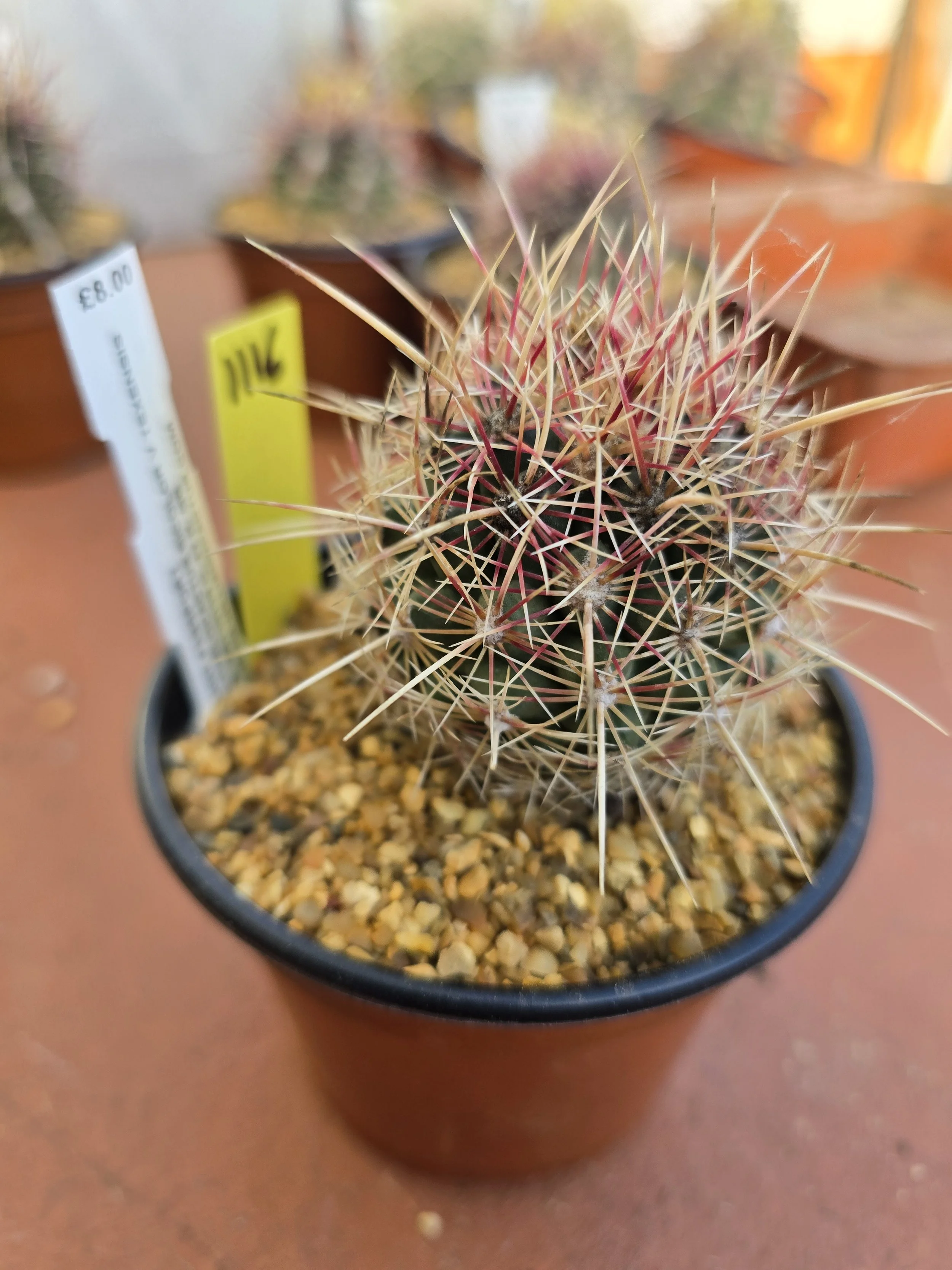 THELOCACTUS BICOLOUR V. TEXENSIS