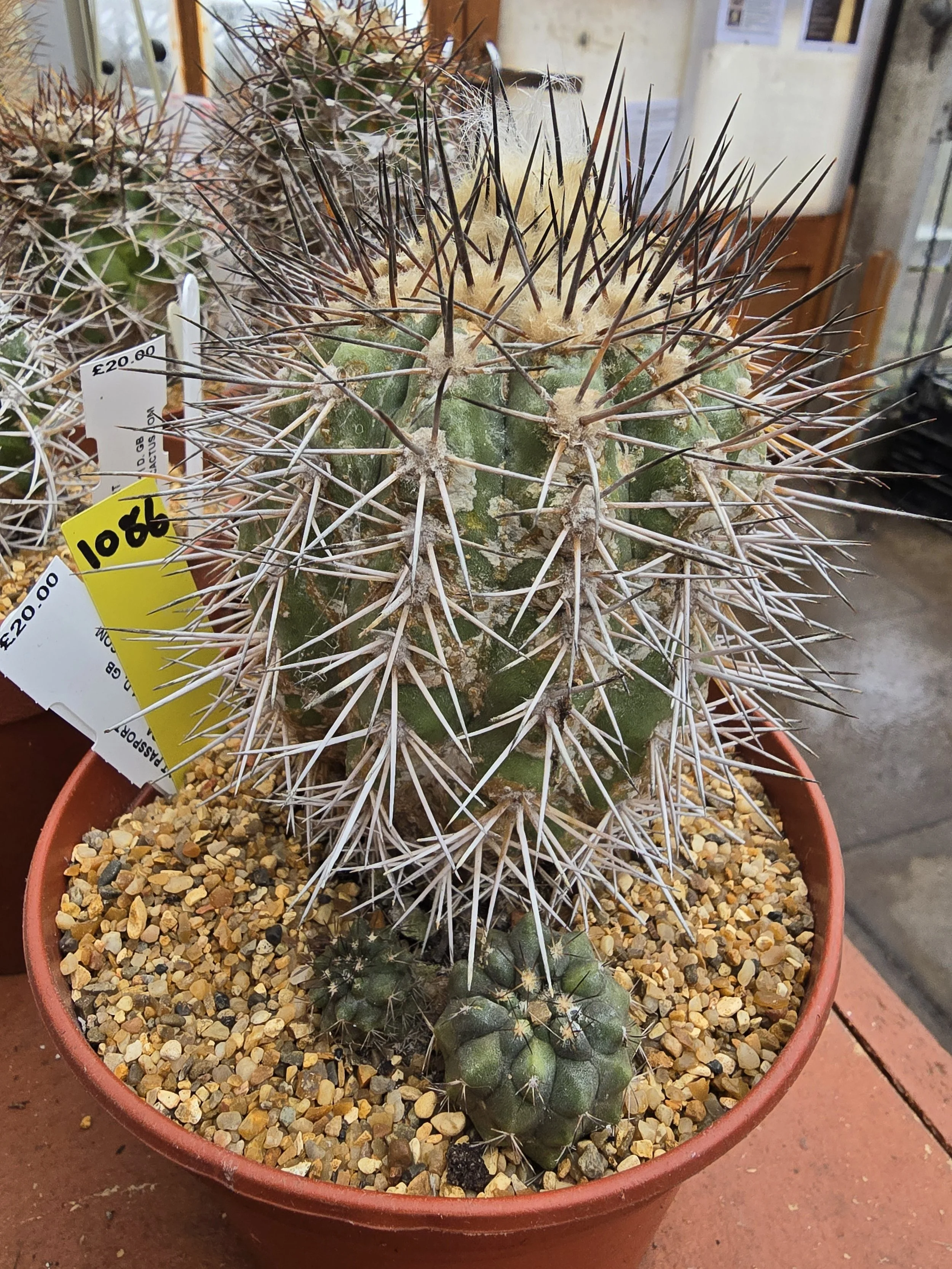 COPIAPOA