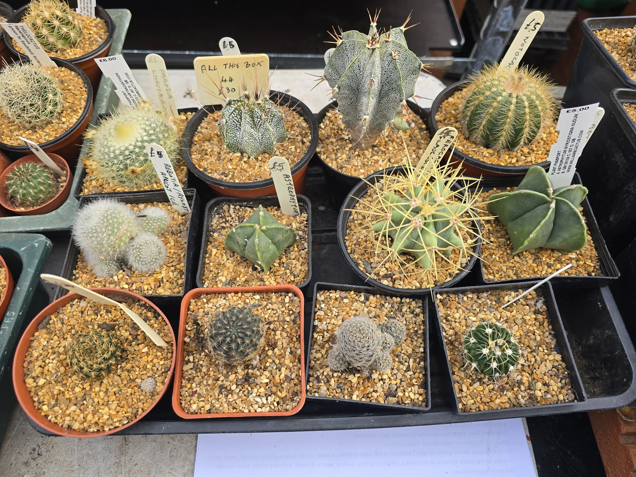12 Mixed Cactus Collection - Tray 44