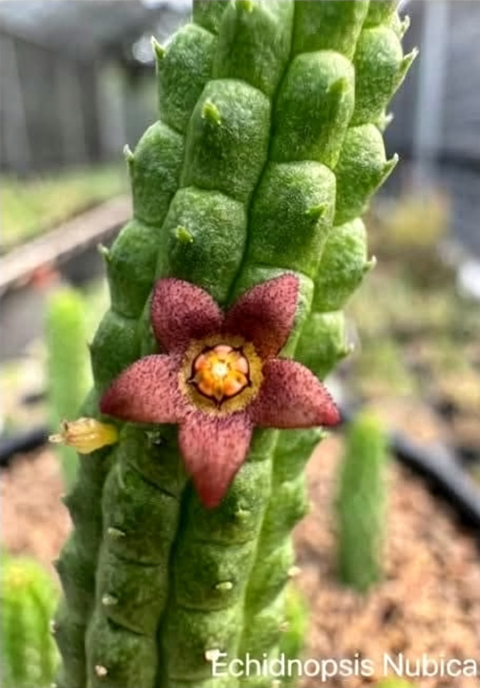 ECHIDNOPSIS NUBICA