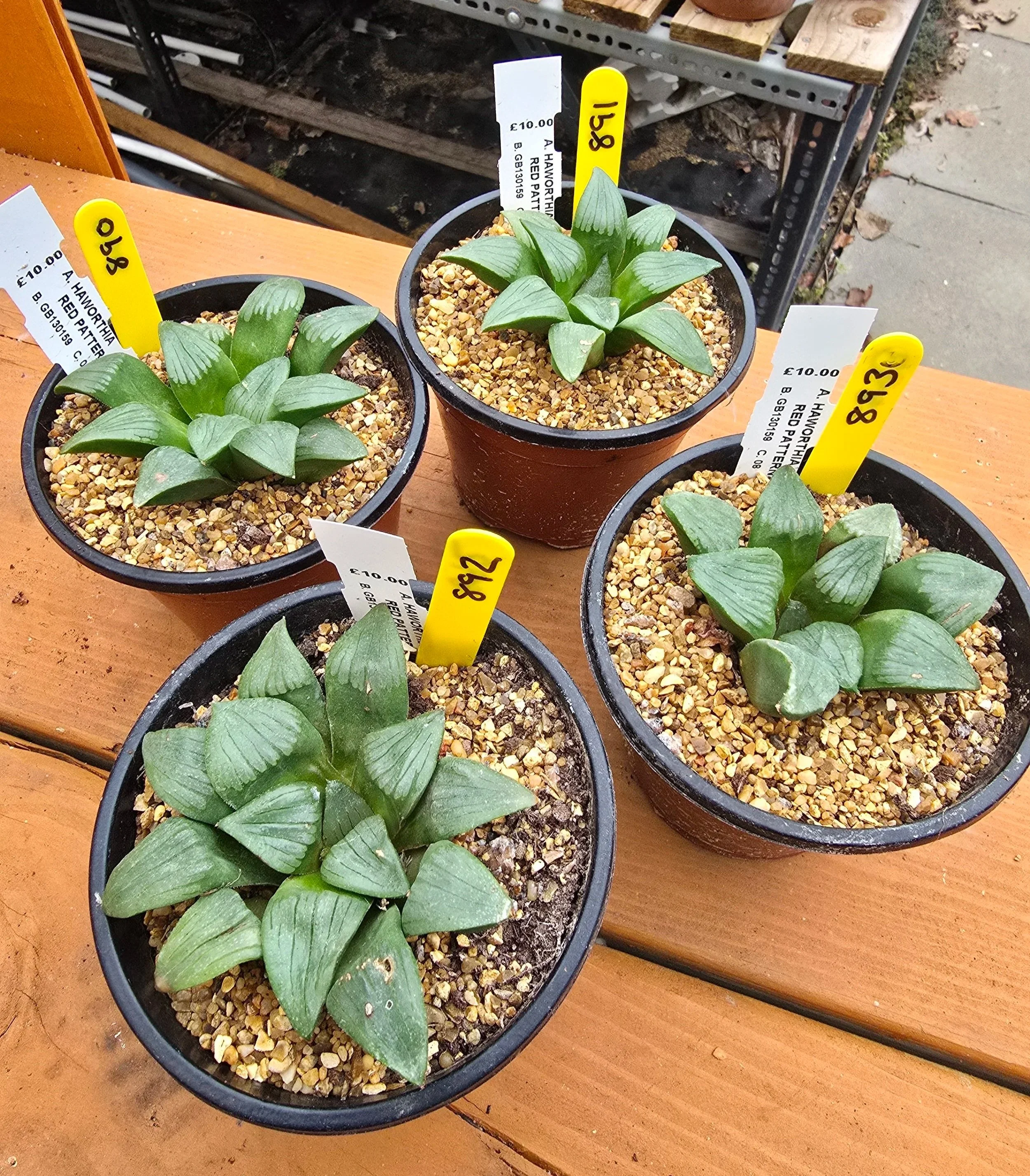 Haworthia Red Pattern Magnifica
