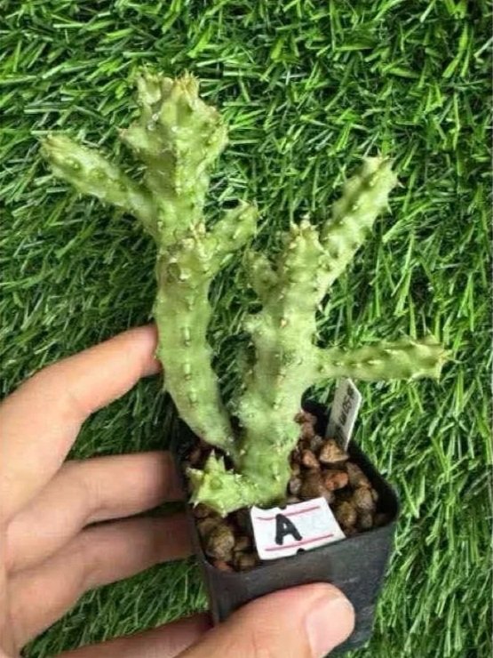 EDITHCOLEA+GRANDIS+%23SOMALIA.jpg